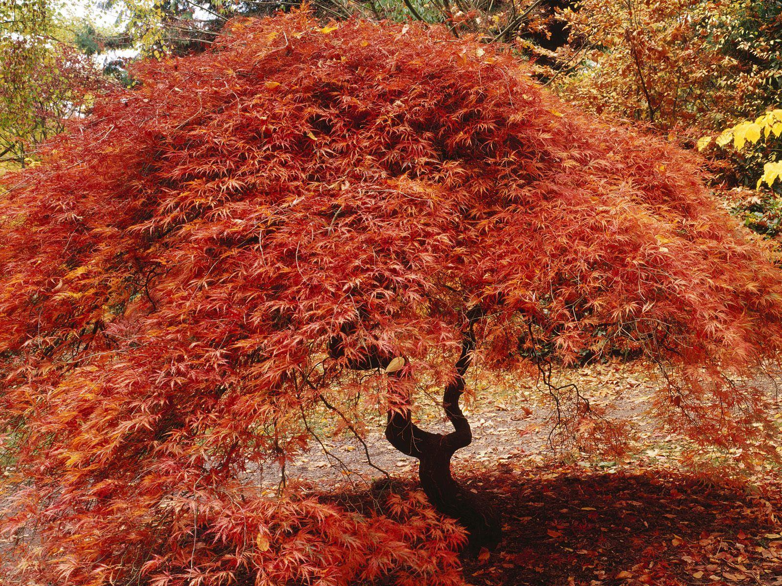 1600x1200 Japanese maple wallpaper. Japanese maple