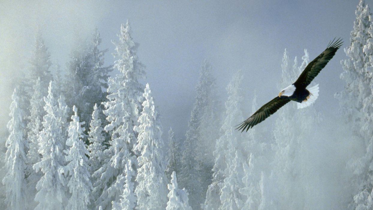 1244x700 Winter Alaska bald eagles wallpaperx1080