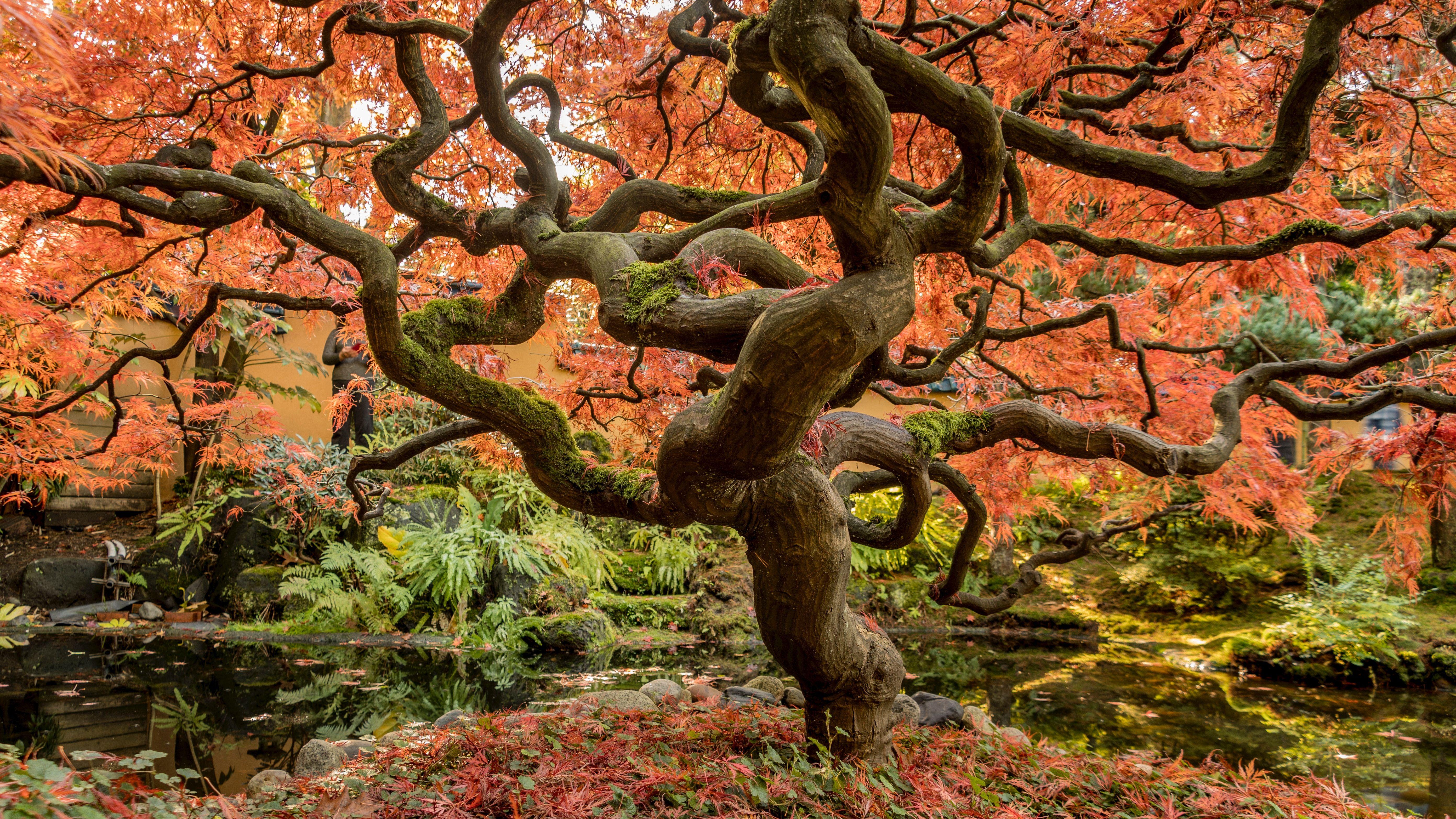 5568x3132 5568x3132 #fall, #tree, #undergrowth, #forest, #autumn colour, #old, #woodland, #leaves, #Free picture, #autumn, #japanese maple, #orange. Mocah.org HD Wallpaper