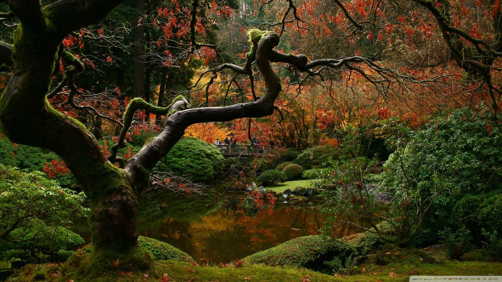 1920x1080 Download Japanese Maple Late Autumn Scene Wallpaper 1920x1080
