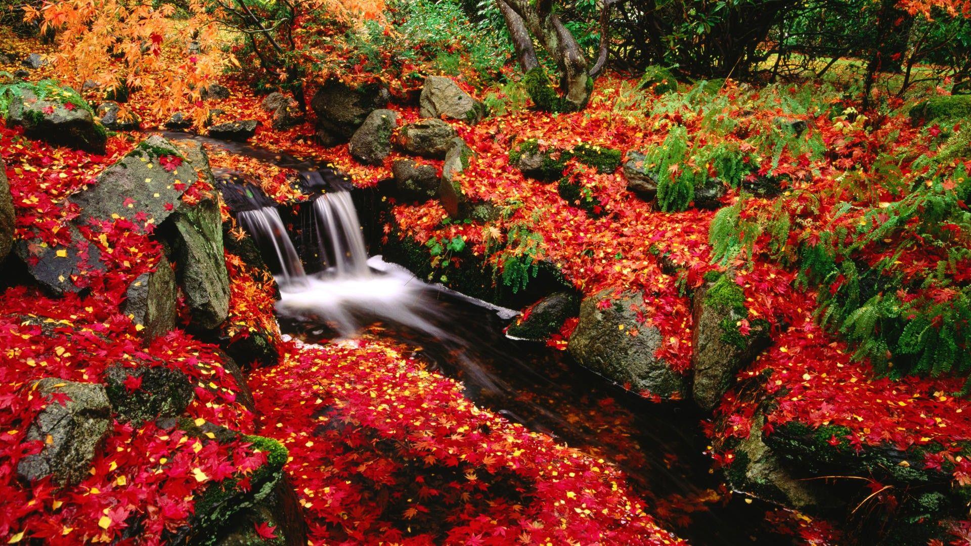 1920x1080 Victoria, park, british, columbia, canada, creek, beacon, maple, japanese, wallpaper, freewallpaper, nature, landscape