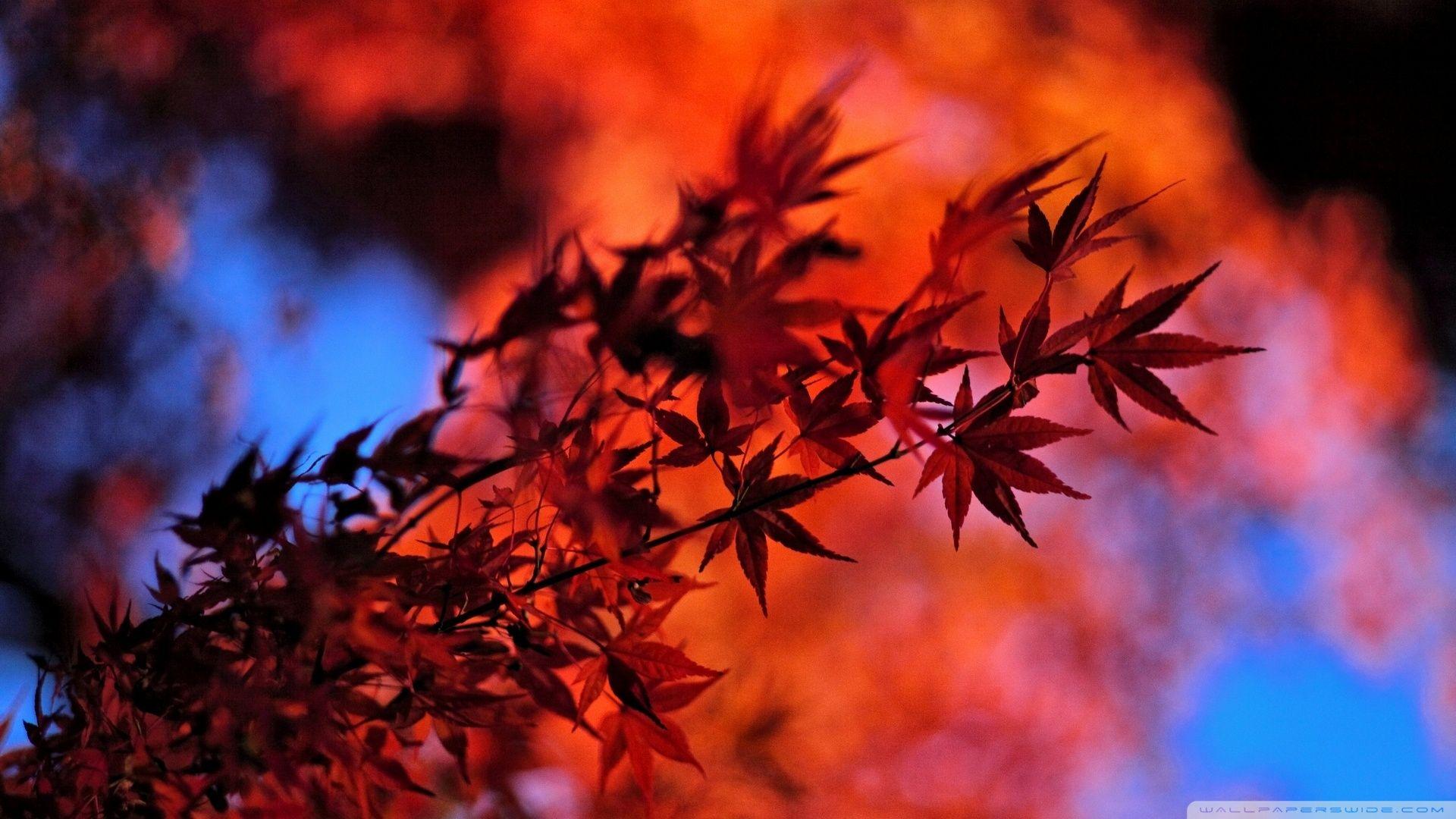 1920x1080 Red Japanese Maple Leaves Ultra HD Desktop Background Wallpaper for 4K UHD TV : Widescreen & UltraWide Desktop & Laptop : Tablet
