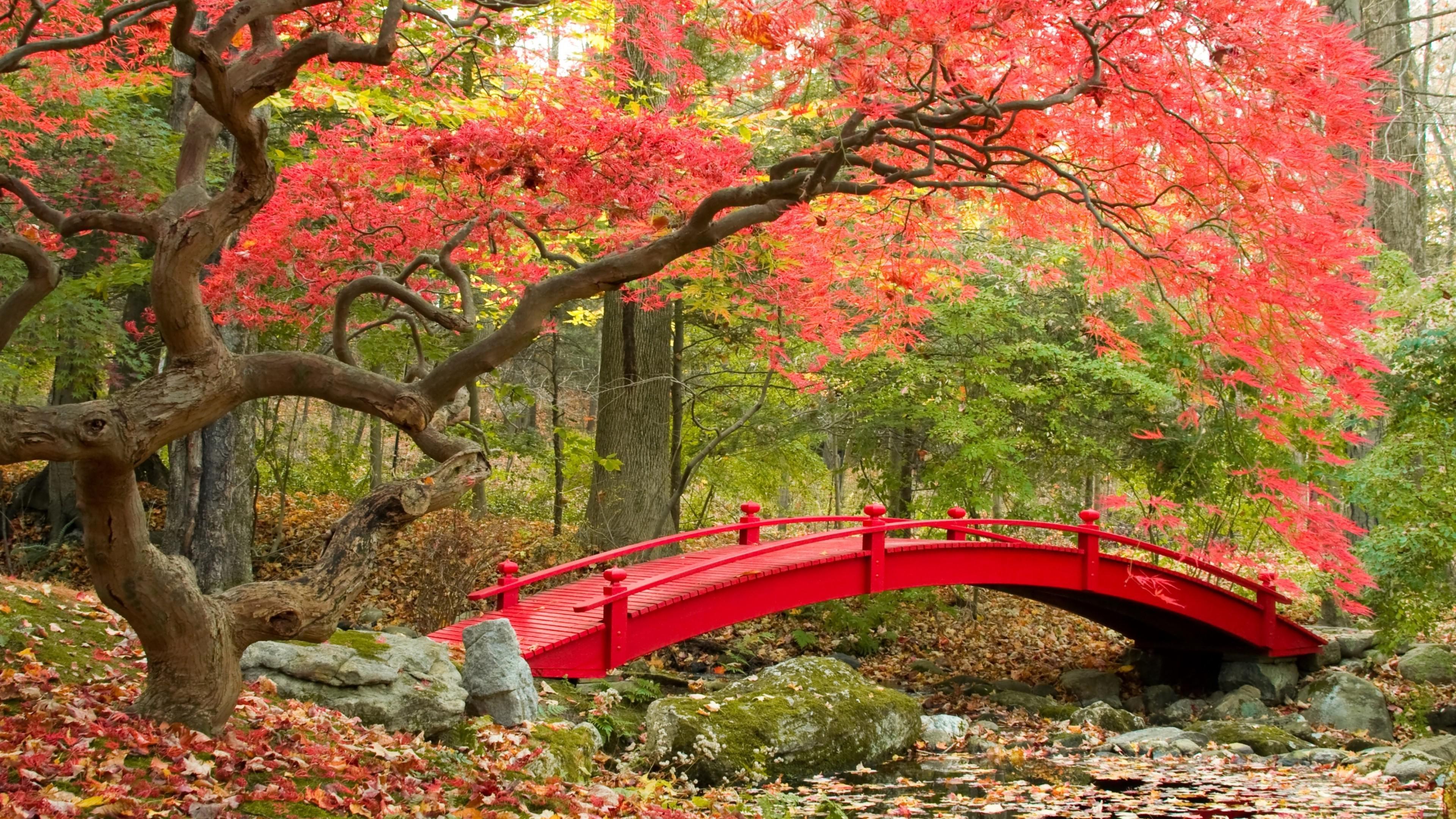 3840x2160 Japanese Maple Tree. jpeg v.3.3 wallpaper