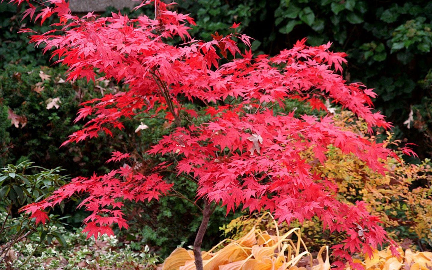 Japanese Maple Wallpapers - Top Free Japanese Maple Backgrounds ...