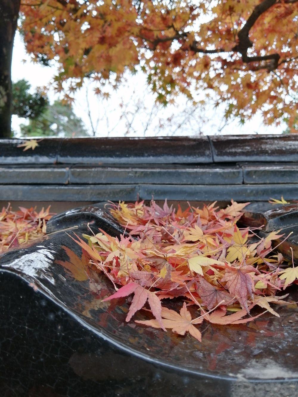 1000x1333 Japanese Maple Tree Picture. Download Free Image