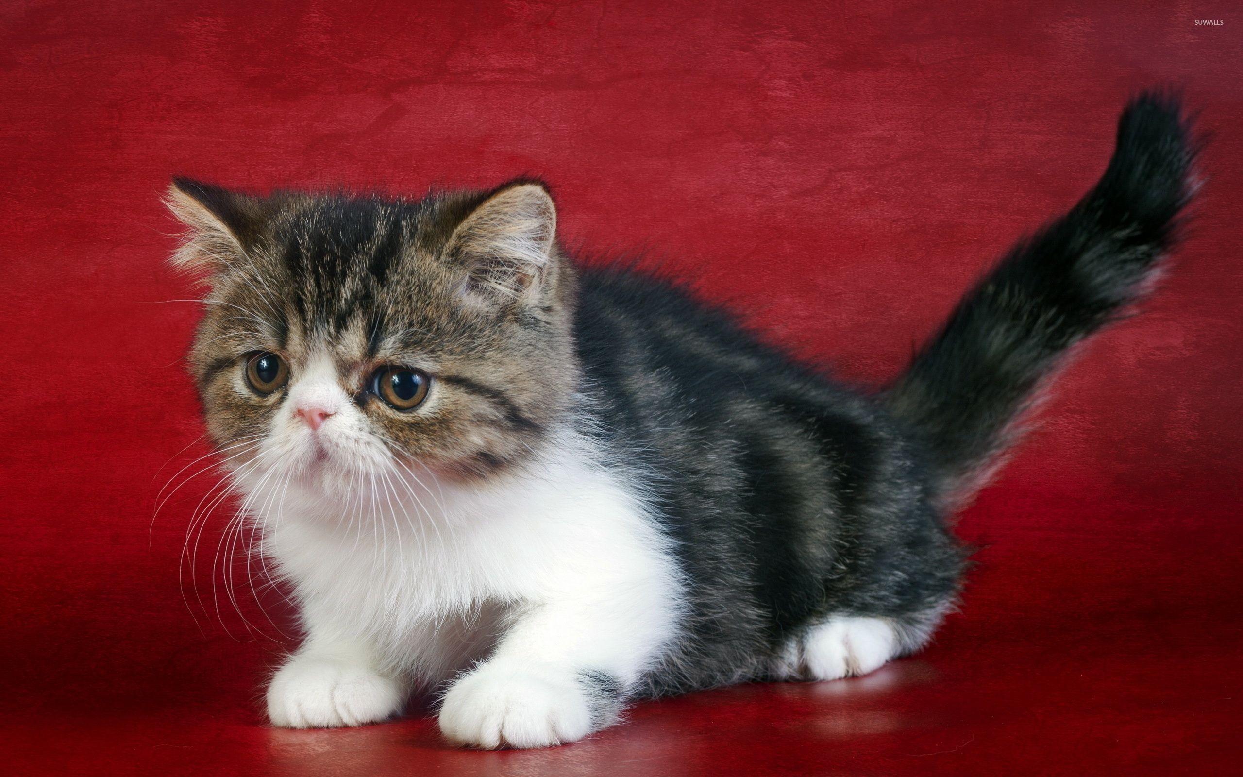 2560x1600 Sad cat wallpaper wallpaper
