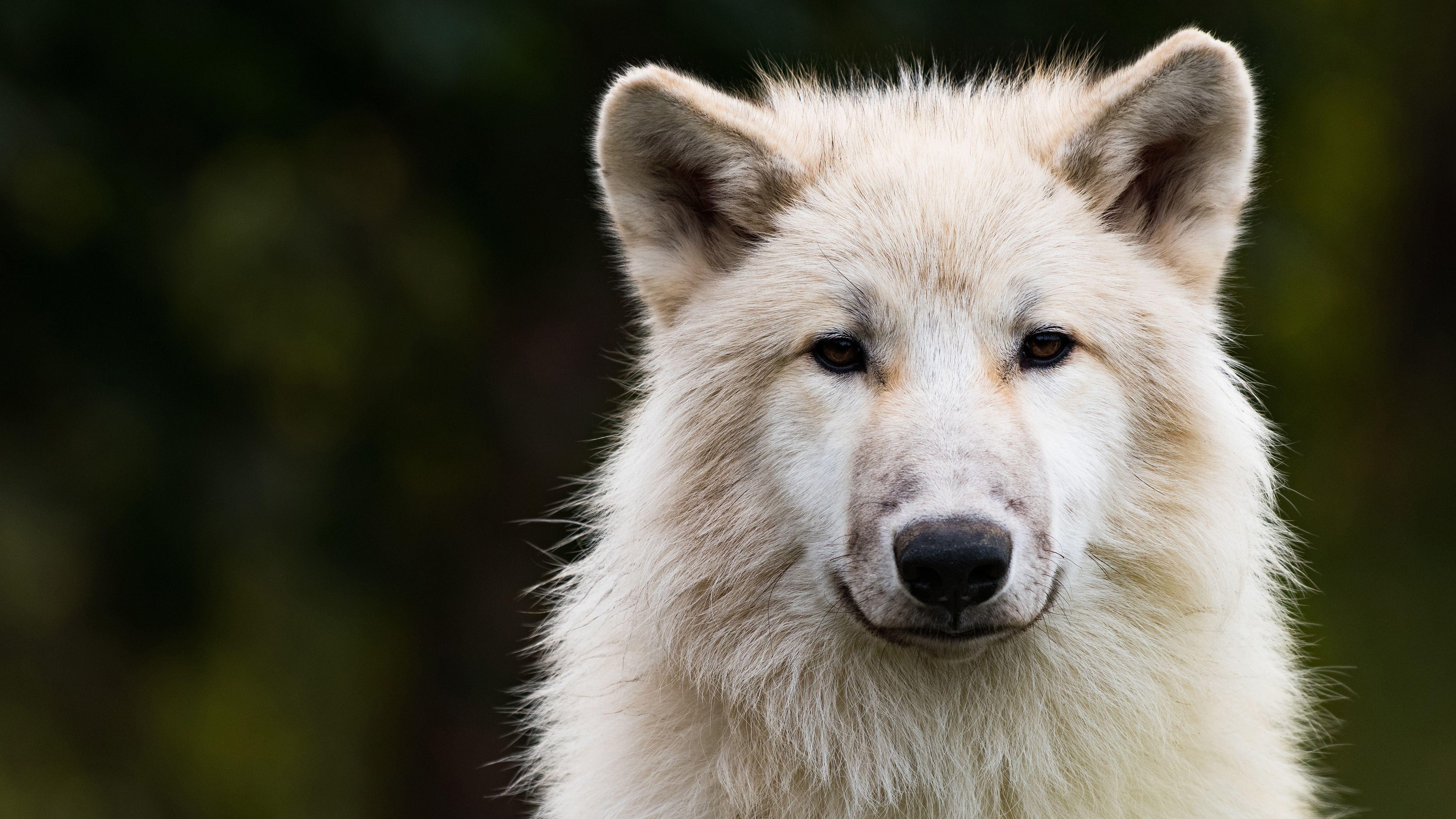 5120x2880 Animal Wolf Sad Look 4K 5K HD Wallpaper