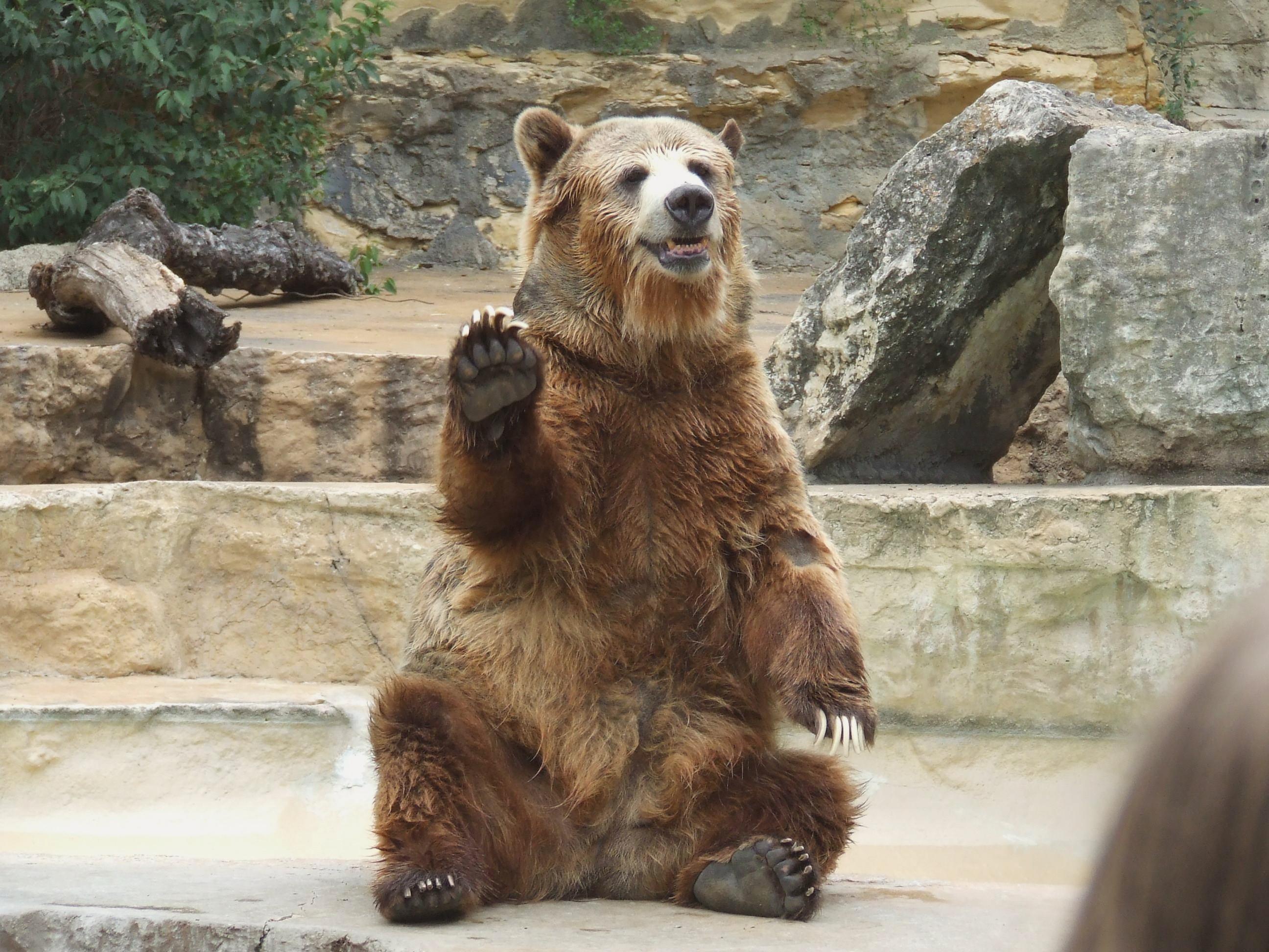 2592x1944 Bears Wallpaper (2592x 0.91 Mb)