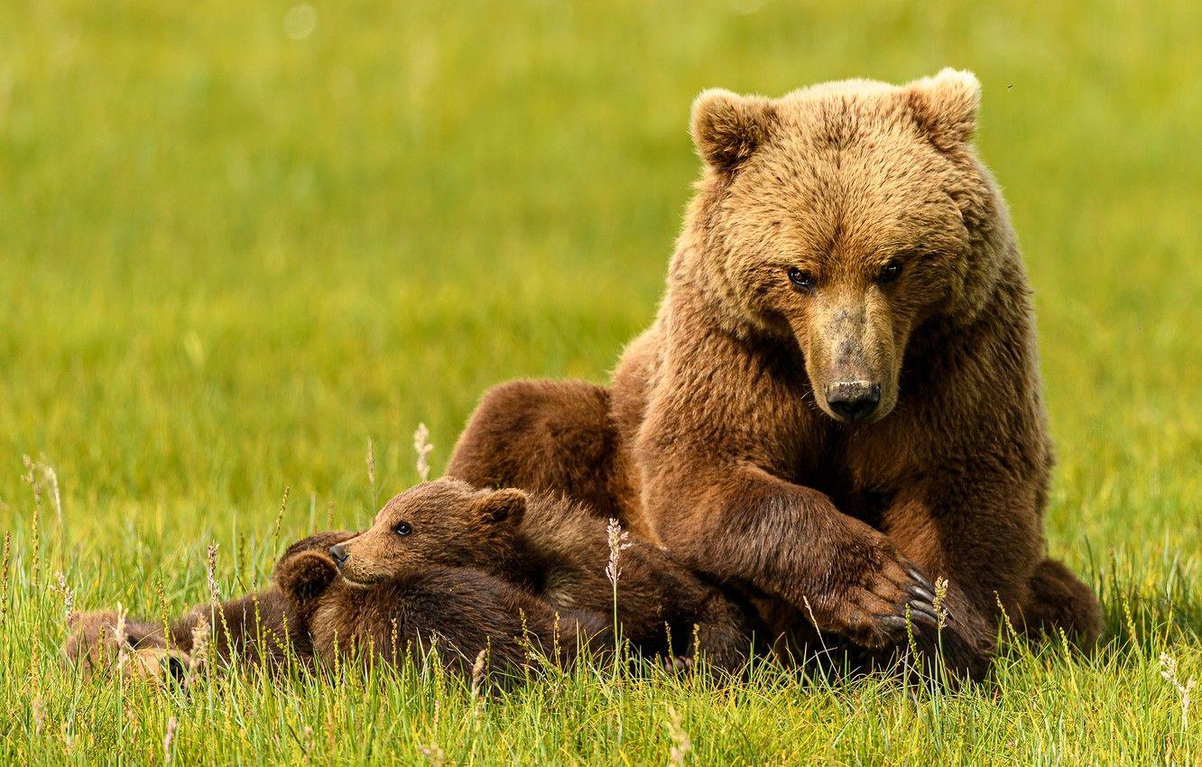 1332x850 Wallpaper stay, bear, bears, bears, bear, mother image