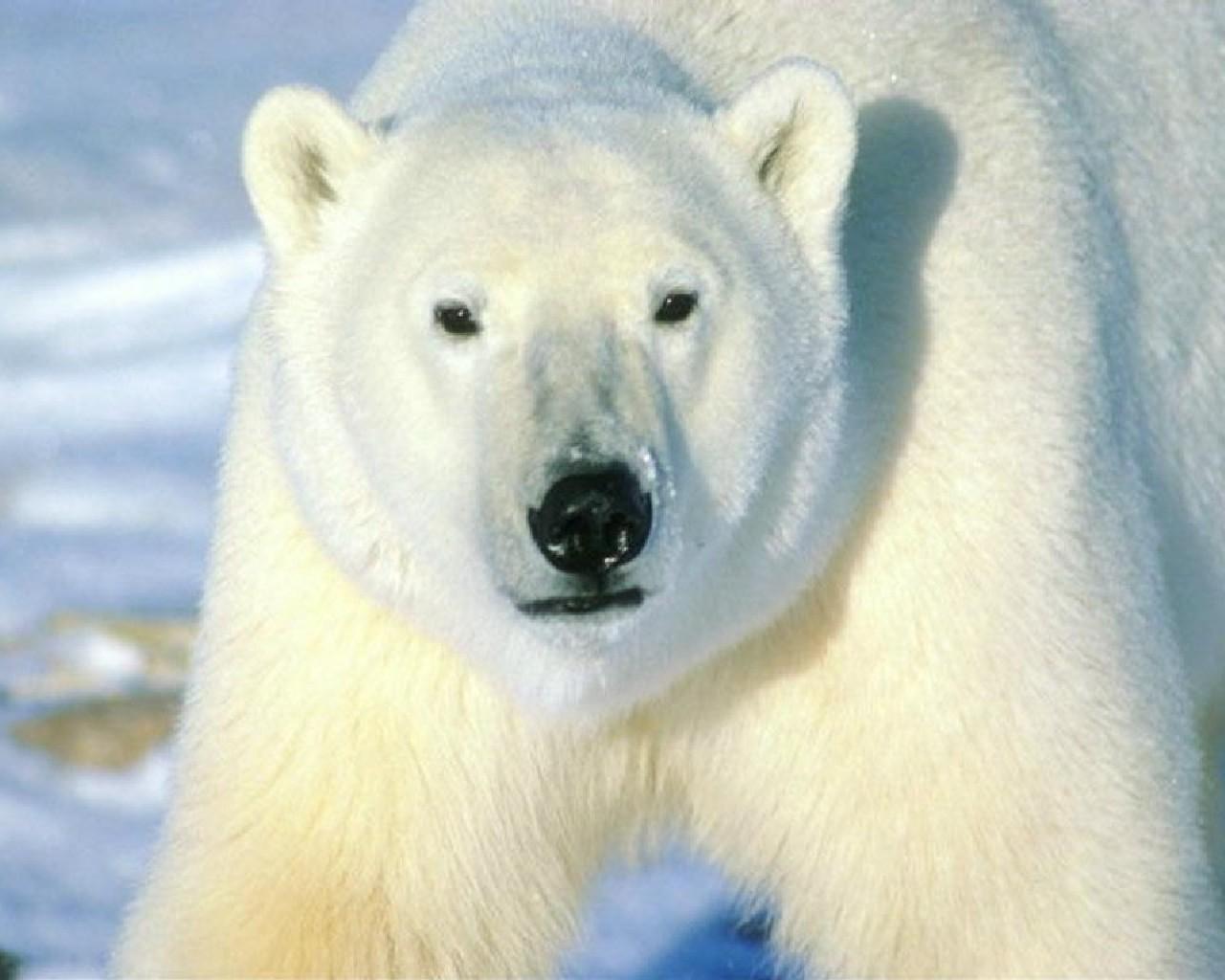 1280x1024 Bears Wallpaper for Android