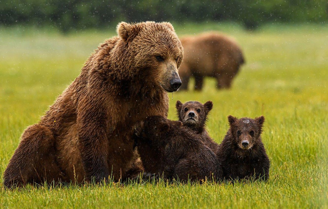 1332x850 Wallpaper grass, bear, bears, bears, family, bear image