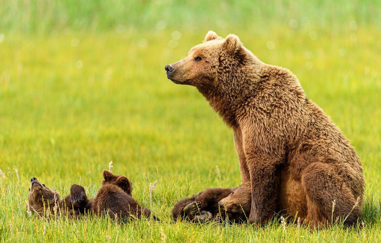 1332x850 Wallpaper grass, stay, glade, bear, bears, profile, kids, bears