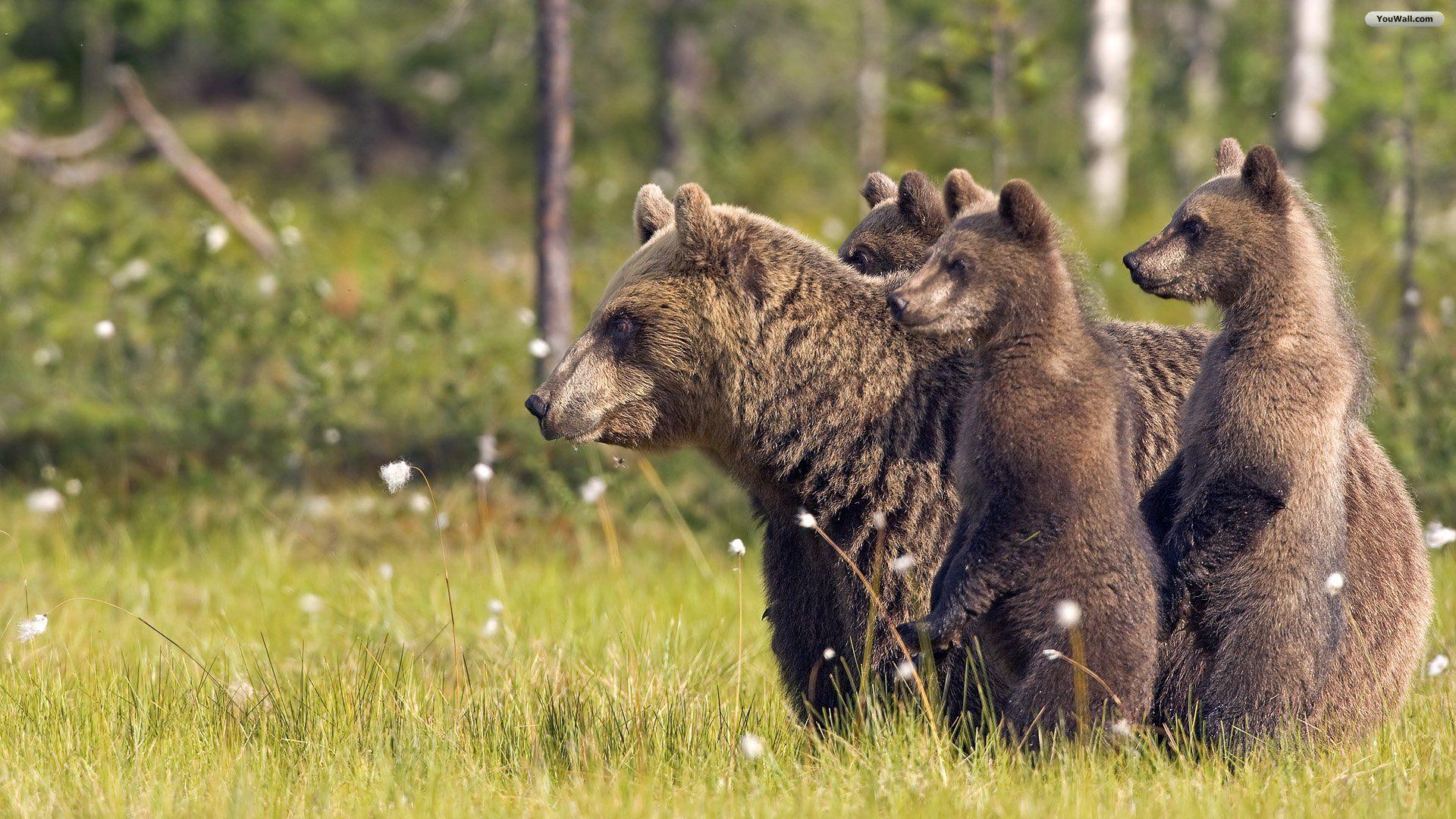 1920x1080 Free download YouWall Bears Wallpaper wallpaperwallpaperfree