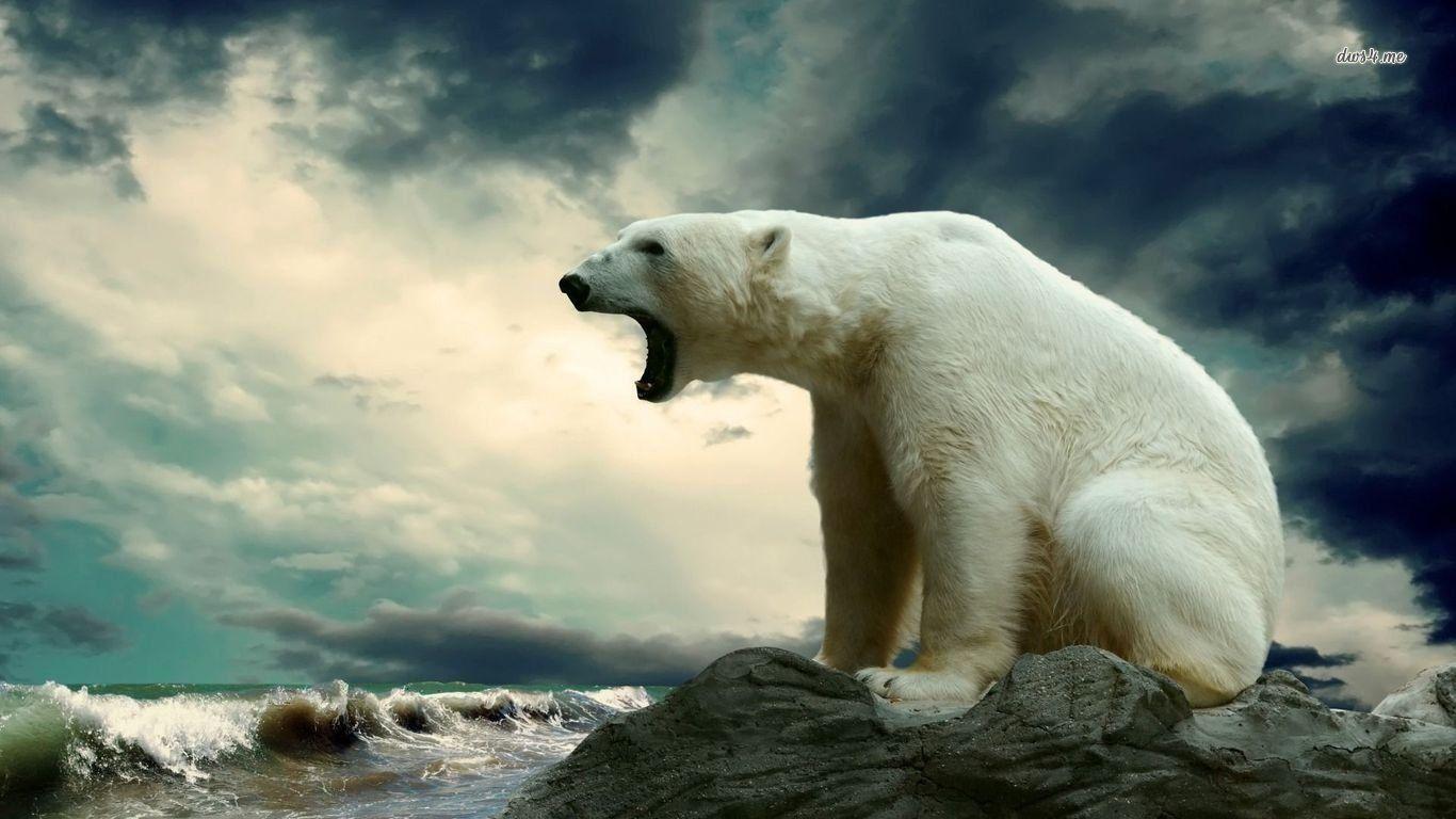 1366x768 Polar Bear Wallpaper and Background Imagex768