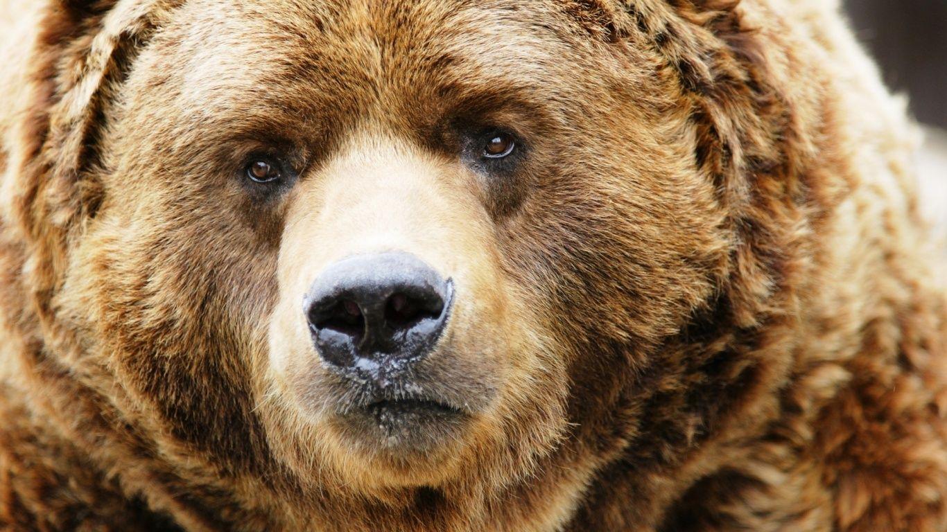 1366x768 Free download 1366x768 Bear desktop PC and Mac wallpaper 1366x768