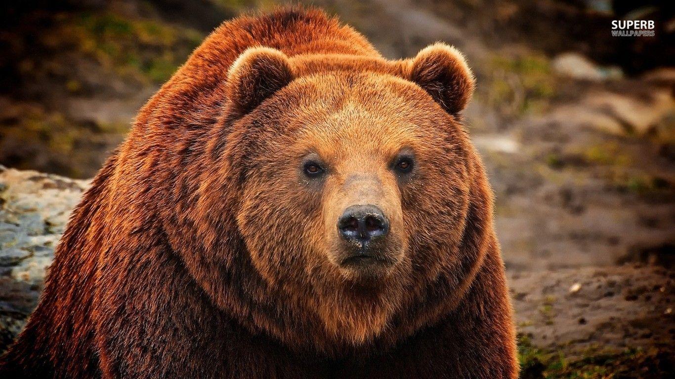 1366x768 Grizzly Bear wallpaperx768