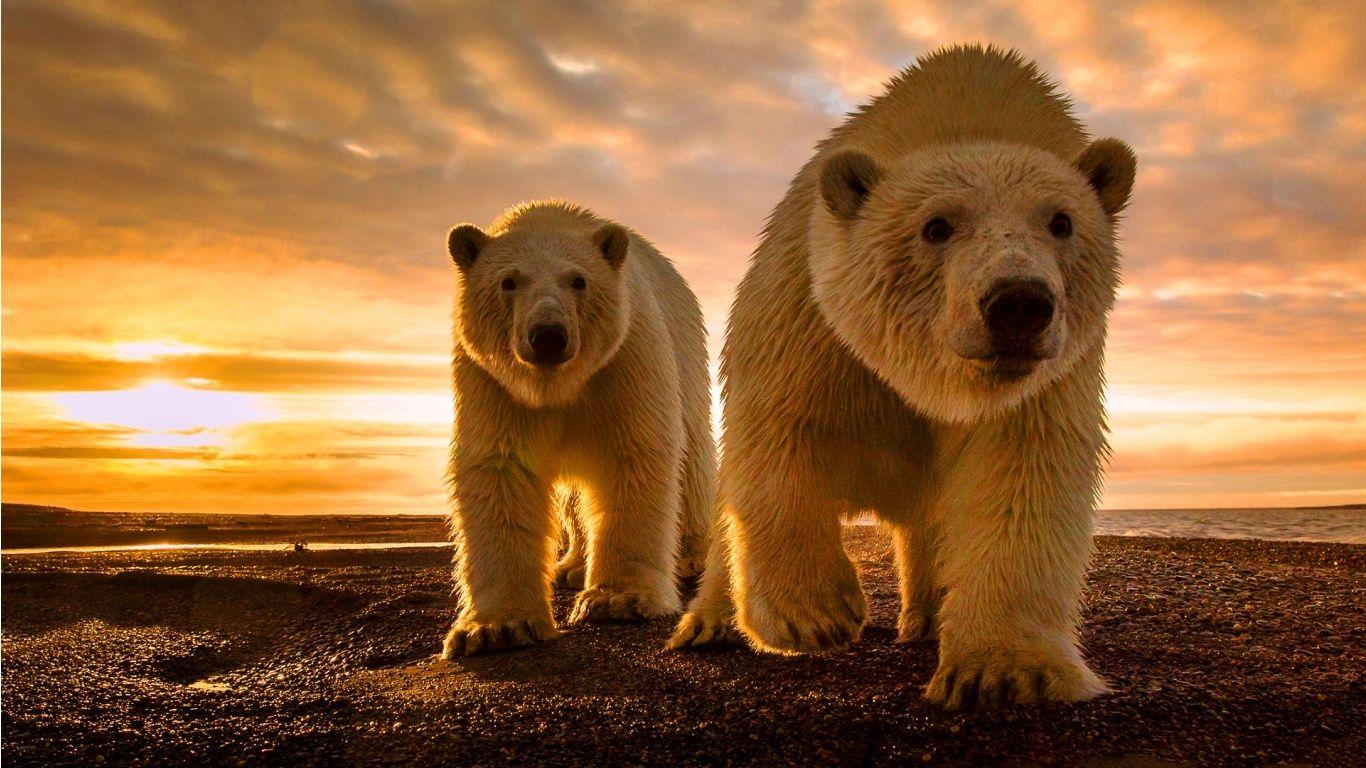1366x768 Polar Bear Sunset Wallpaper