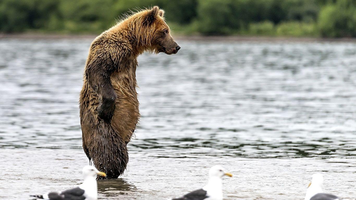 1366x768 Photos Brown Bears bear Water Wet animal 1366x768