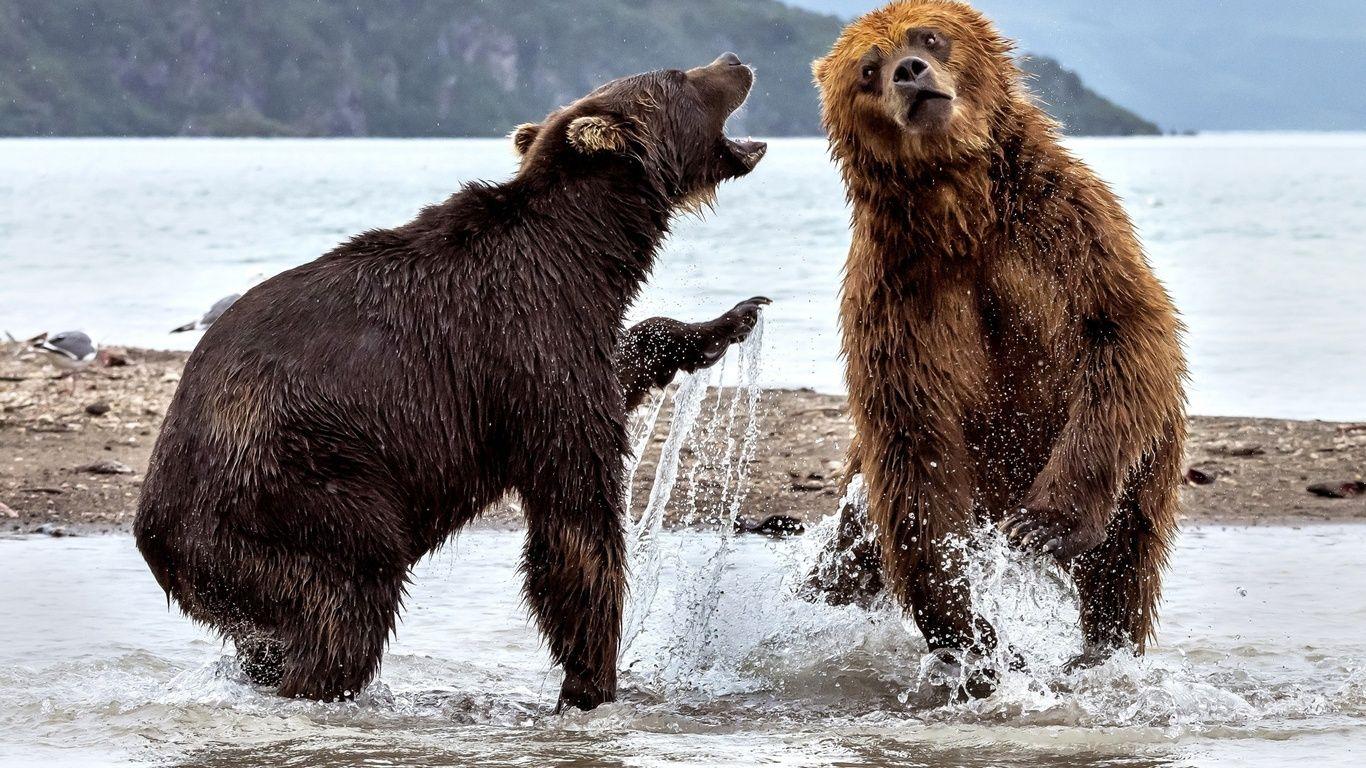 1366x768 Bears Fighting 1366x768 Resolution HD 4k Wallpaper
