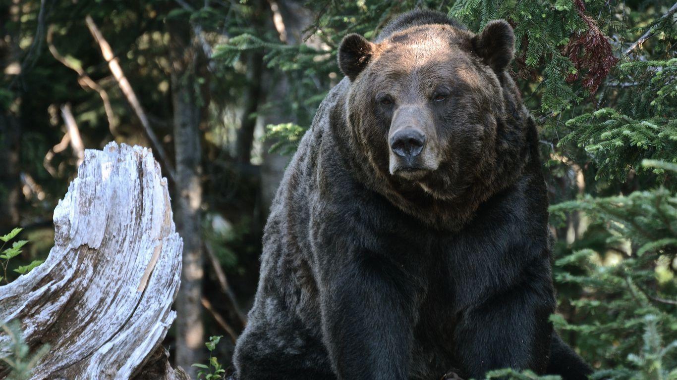 1366x768 Download wallpaper 1366x768 bear, grizzly, trees, forest tablet