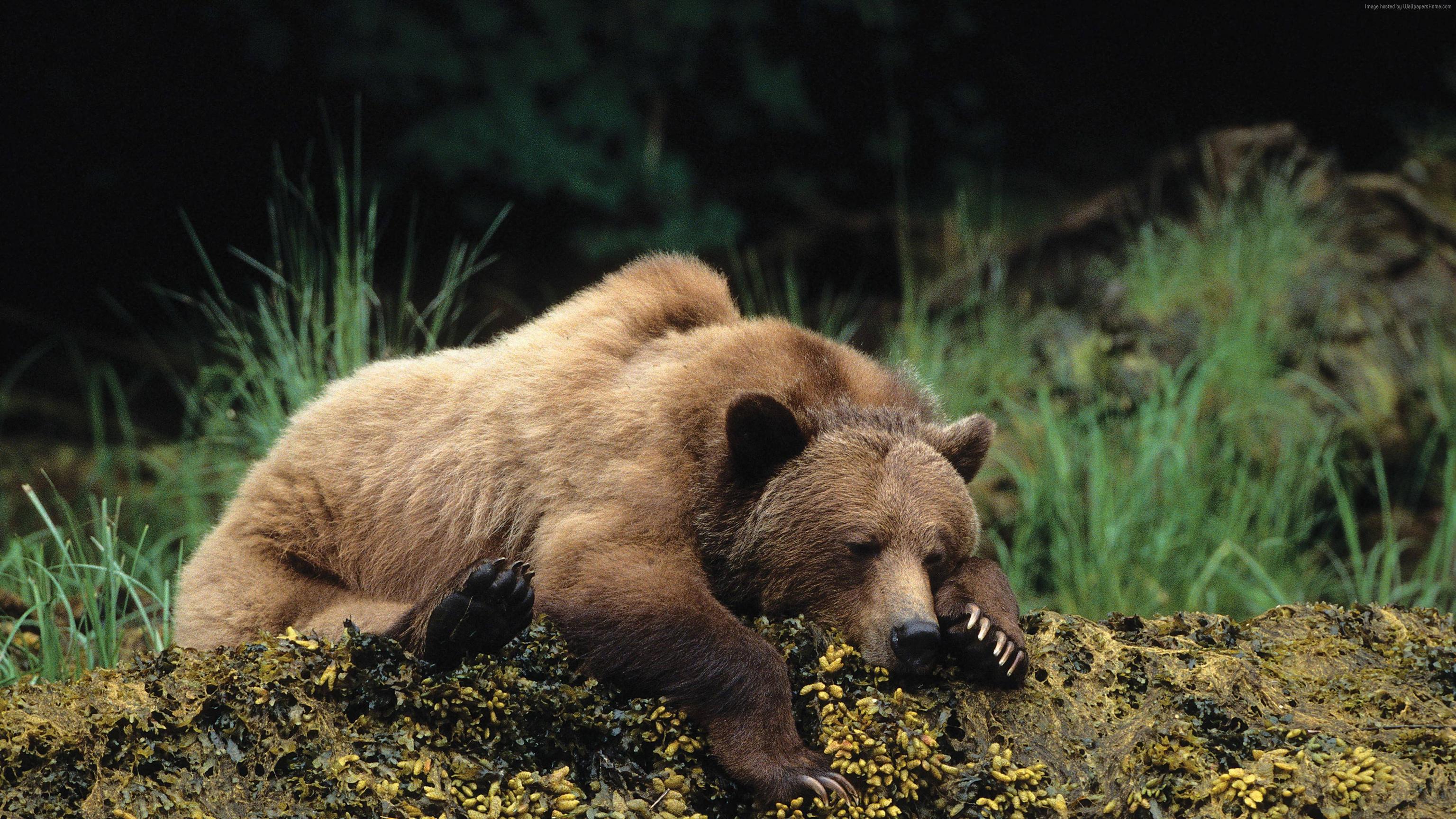 3840x2160 Wallpaper bear, cute animals, sleep, 4k, Animals Wallpaper Download Resolution 4K Wallpaper