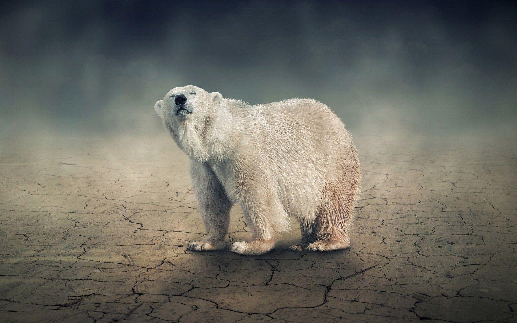 1680x1050 Polar bear mother iPhone s Wallpaper iphone s wallpaper Polar