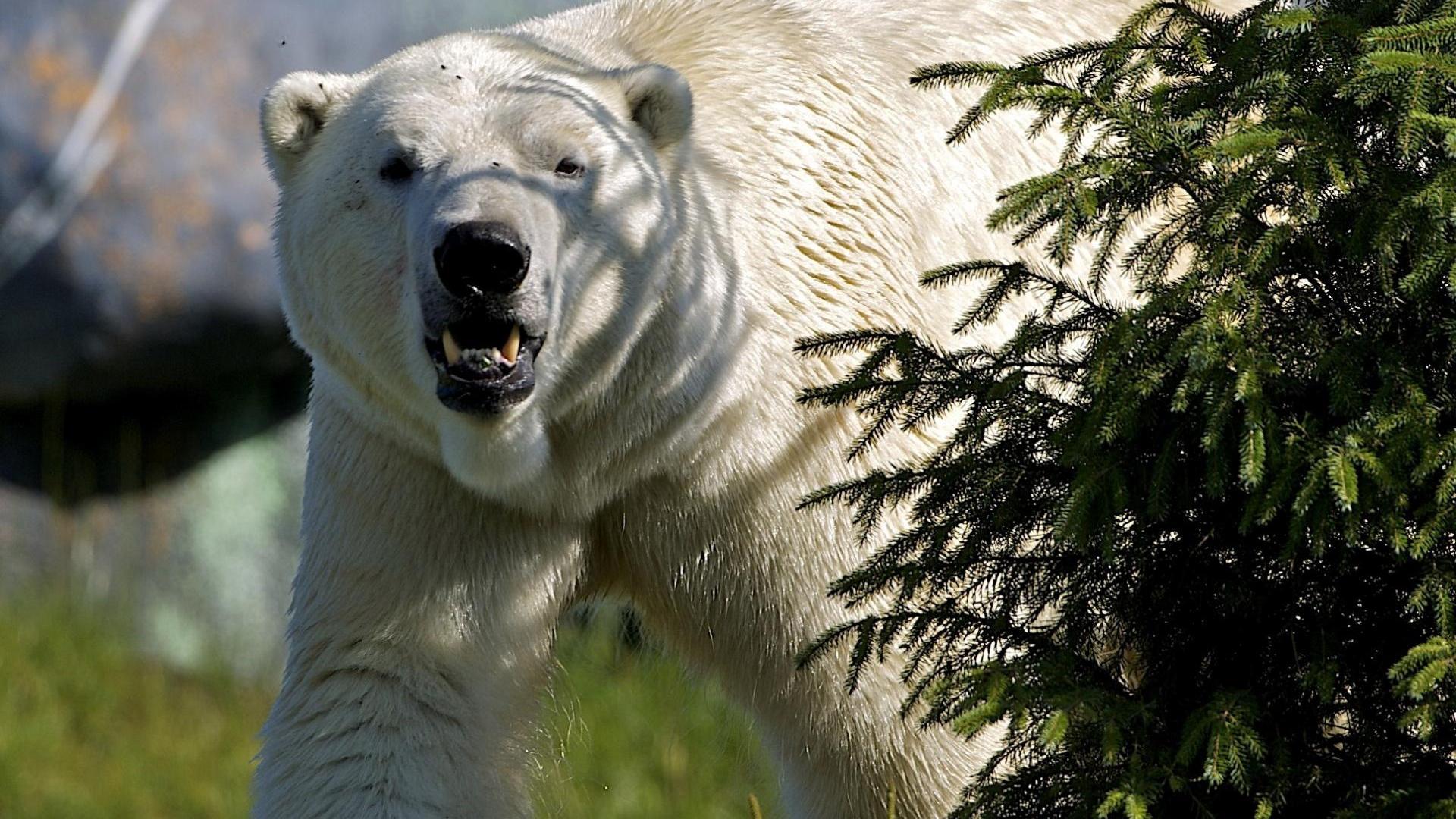1920x1080 Bear Wallpaper HD