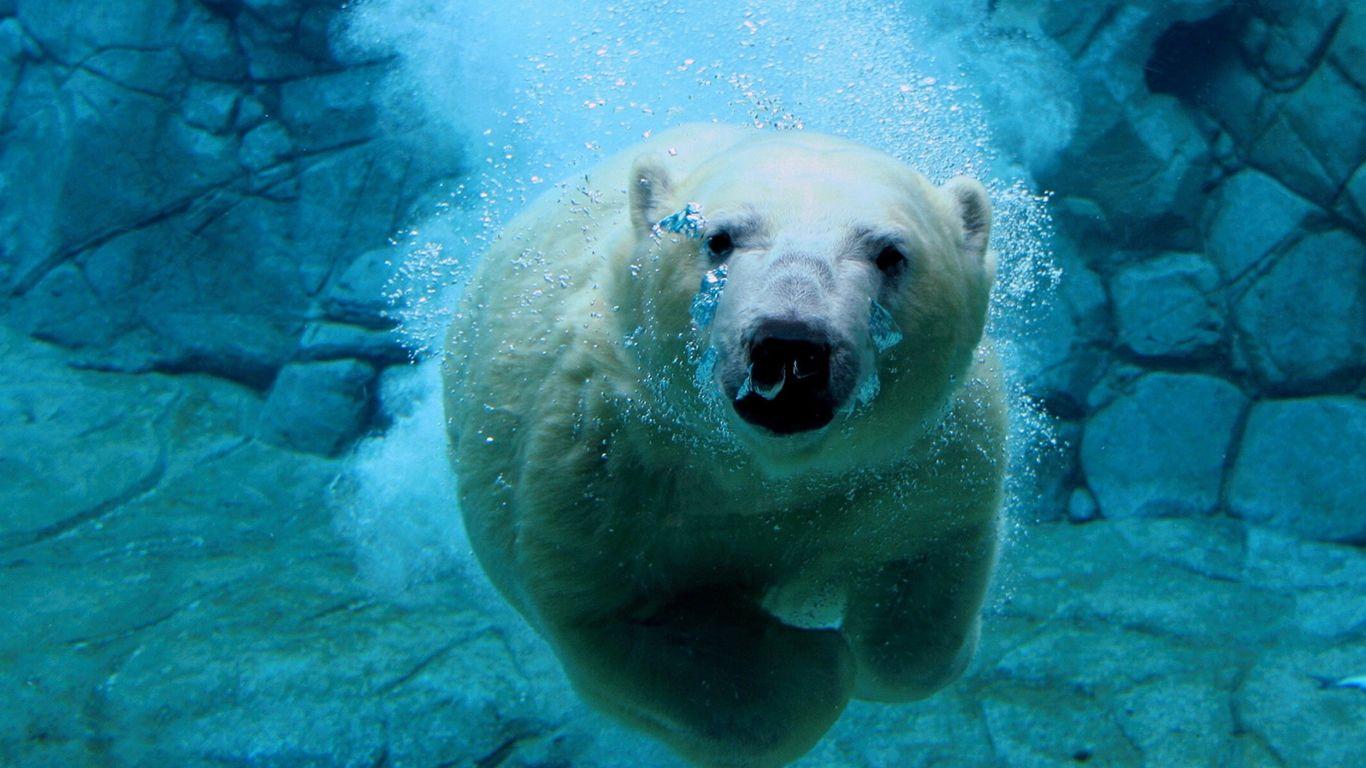 1366x768 Diving Bear Windows 10 Wallpaper 1366x768 Wallpaper