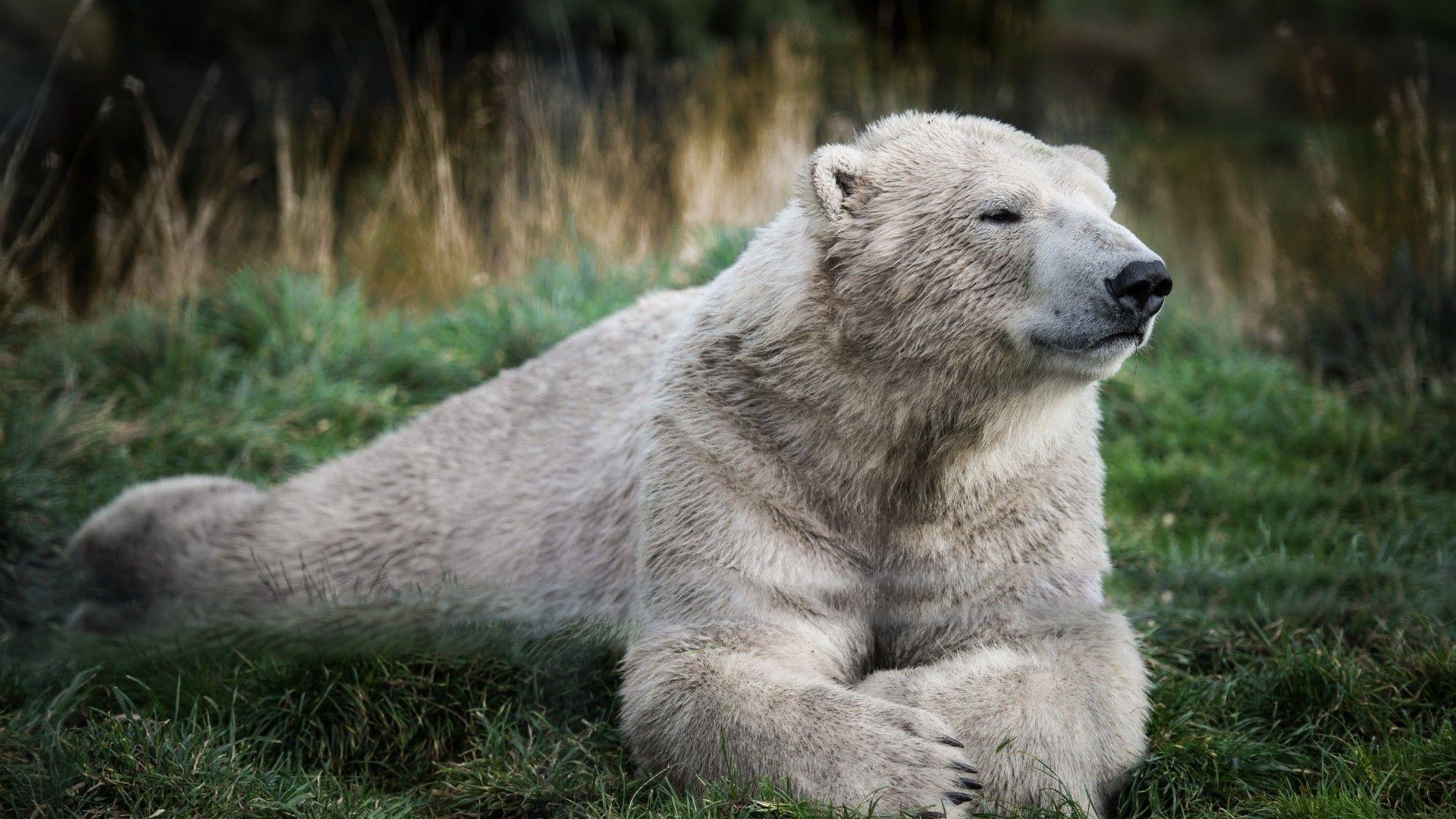 1920x1080 Wallpaper Polar bear, look, cute animals, Animals