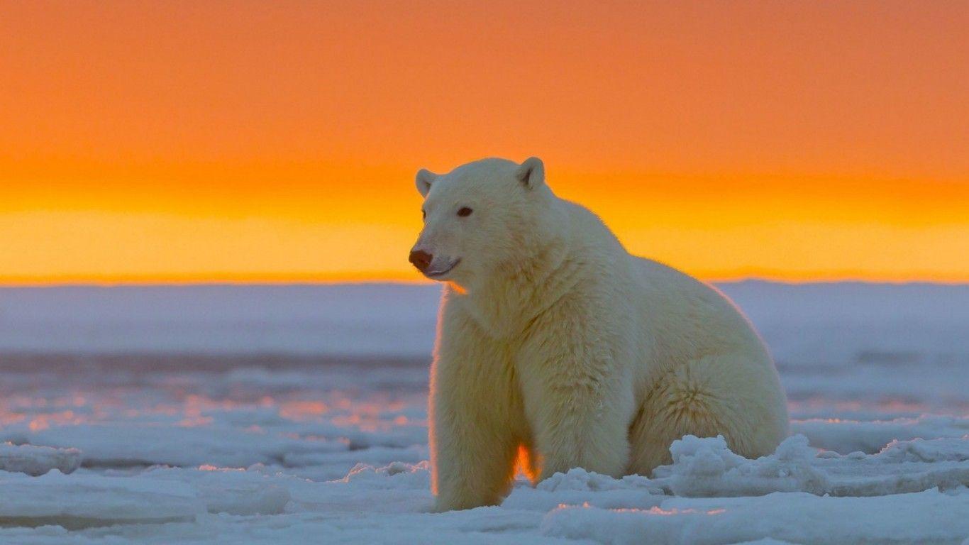 1366x768 Polar bear at Alaska HD Wallpaper 1366x768 Wallpaper
