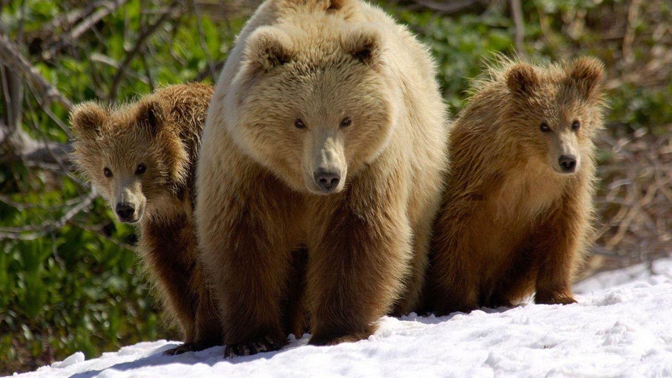 1366x768 Free download Bear Wallpaper Bears Wallpaper 31446763 1600x1200