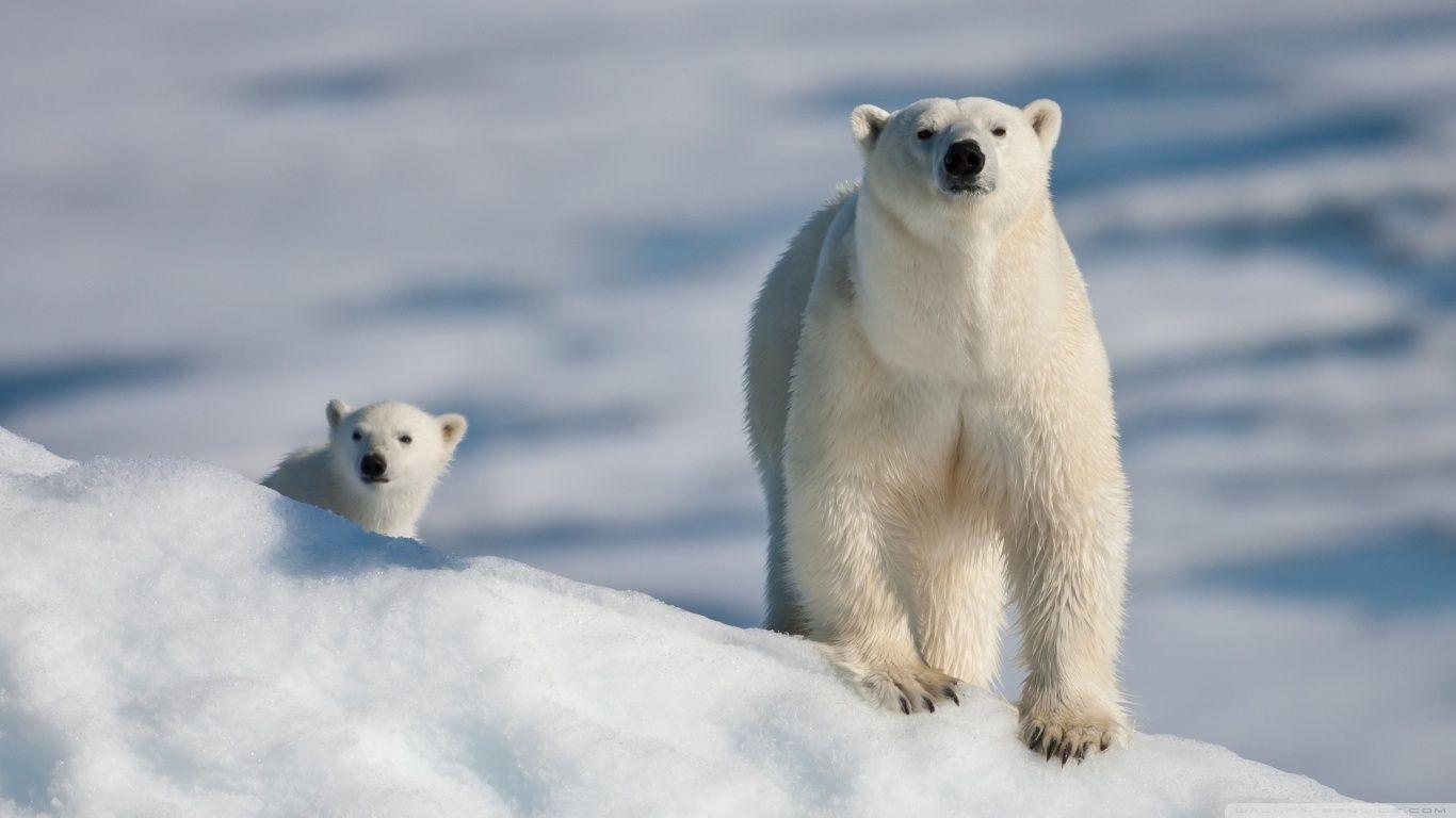1366x768 Polar Bear and Baby Ultra HD Desktop Background Wallpaper for 4K