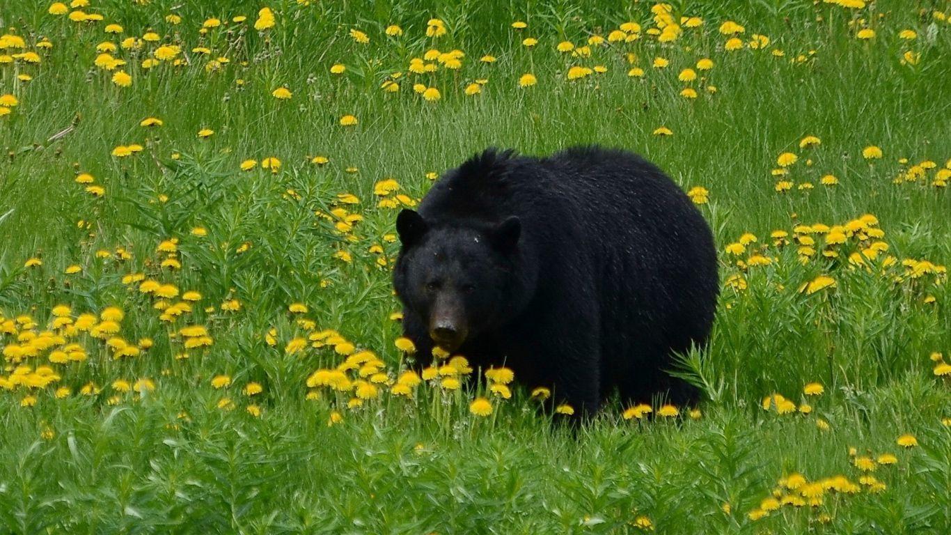 1366x768 Wallpaper bear, grass, flowers, field, black