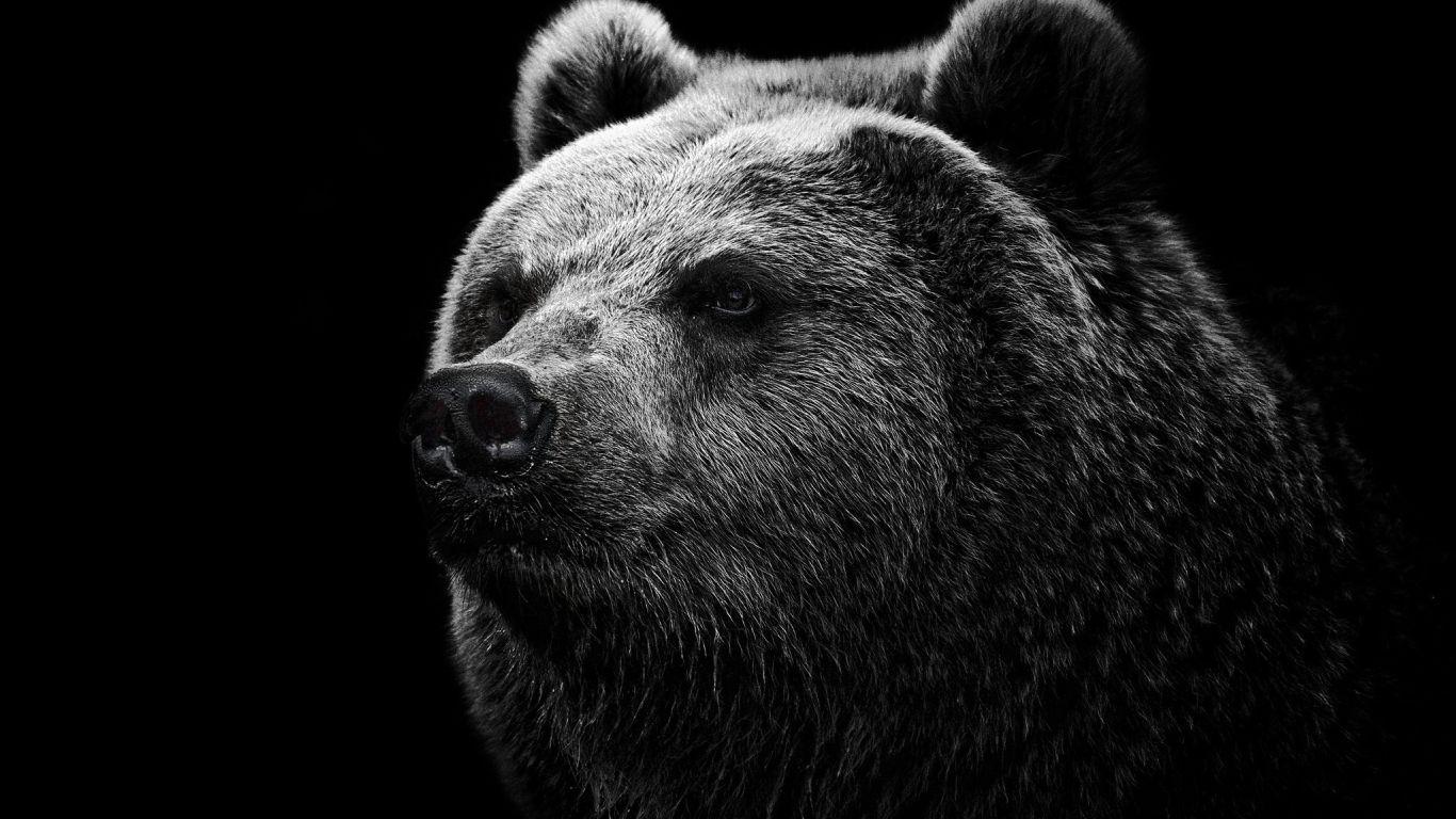 1366x768 bear, grizzly bear, eyes 1366x768 Resolution Wallpaper