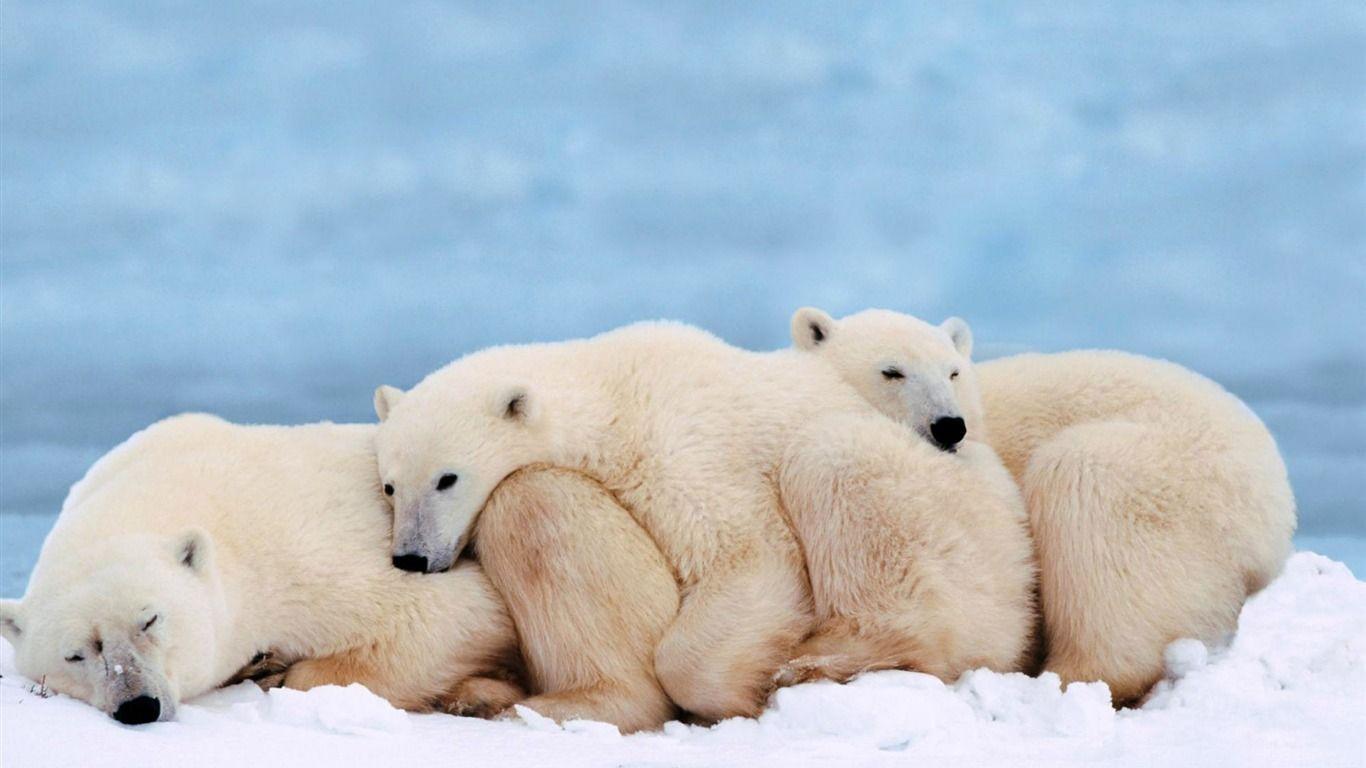 1366x768 Polar Bear Photo Wallpaper Wallpaper Download