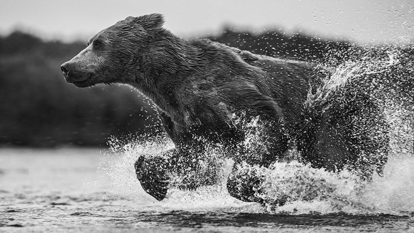 1366x768 Bear Run Water Splash! [1366x768]