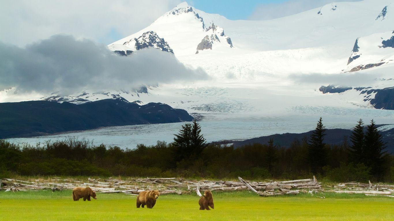 1366x768 mountains, grizzly, alaska, grizzly bears, landscape