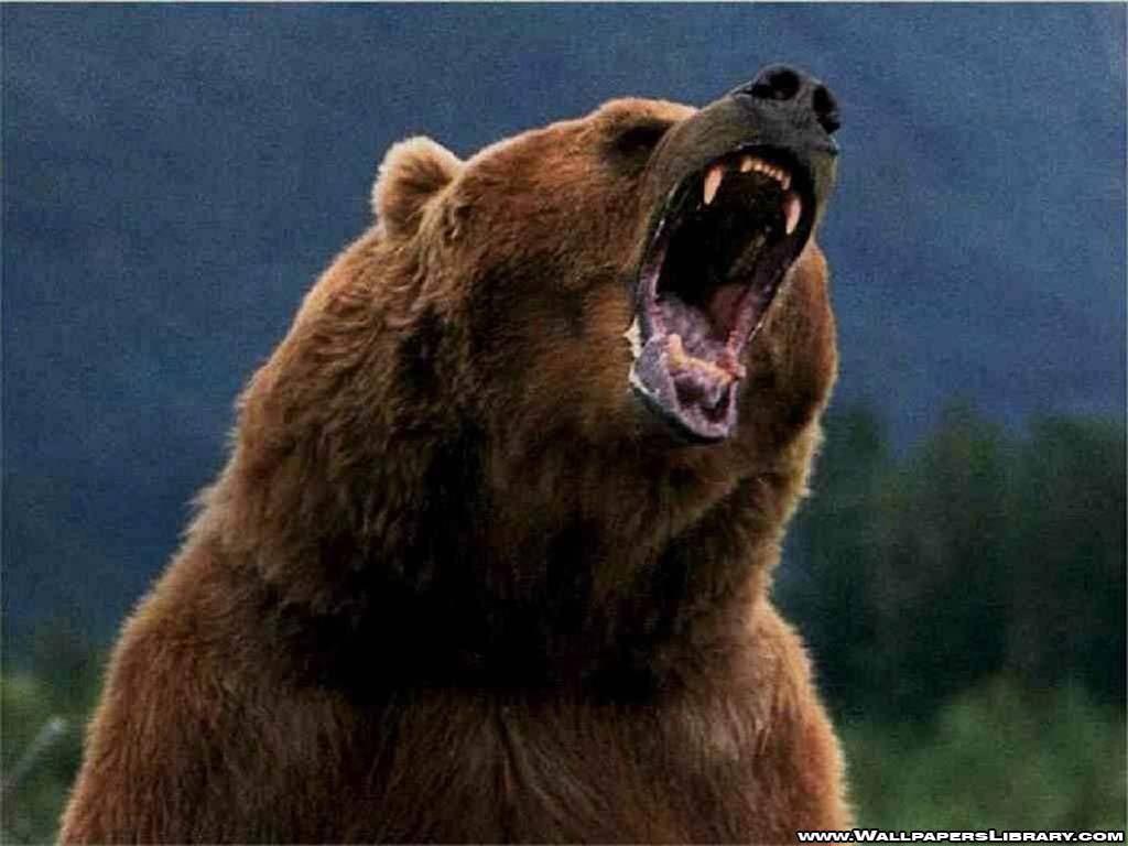 1024x768 Free download Animals image Grizzly Bears HD wallpaper