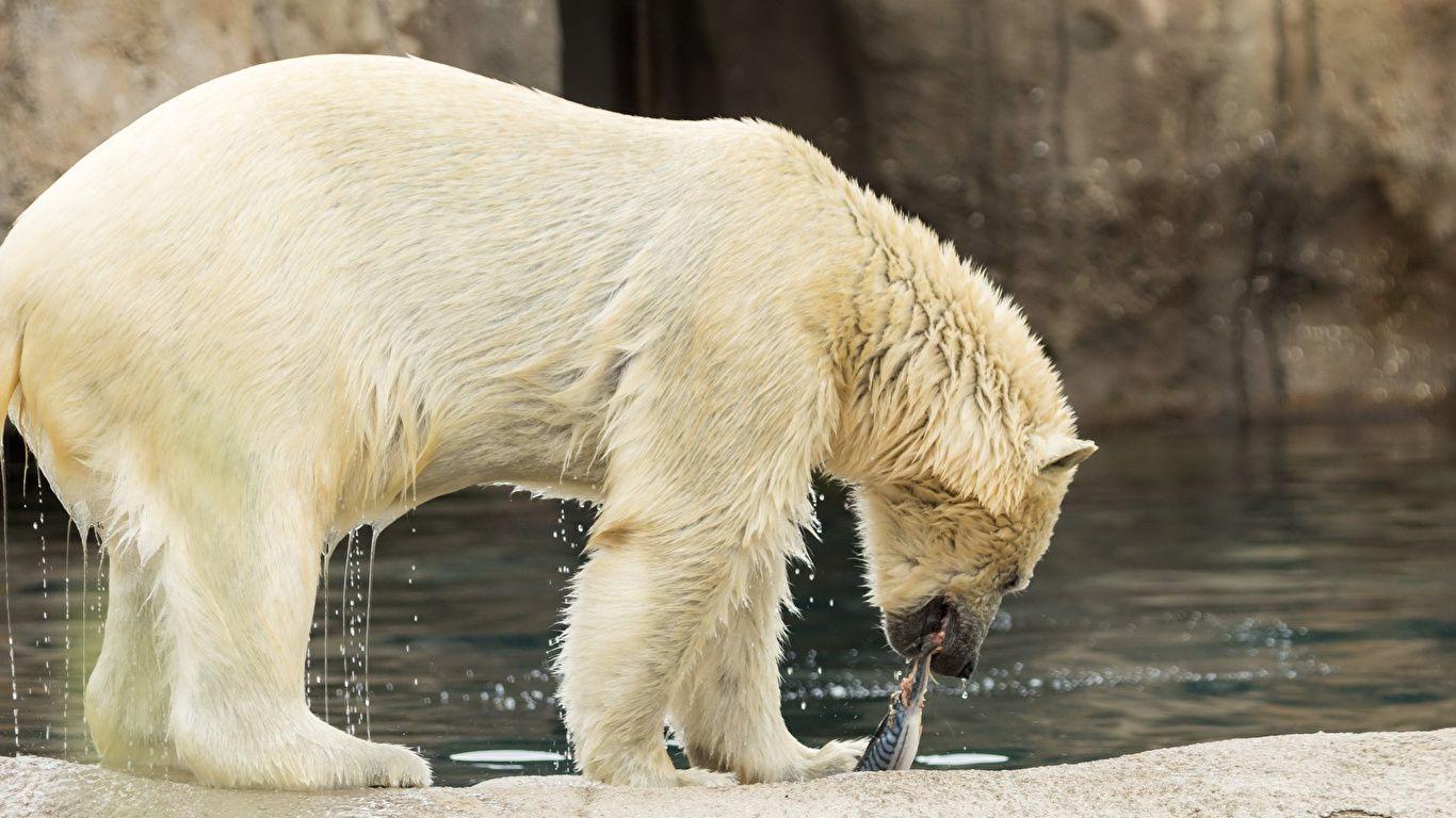 1366x768 Picture Polar bears bear Animals 1366x768