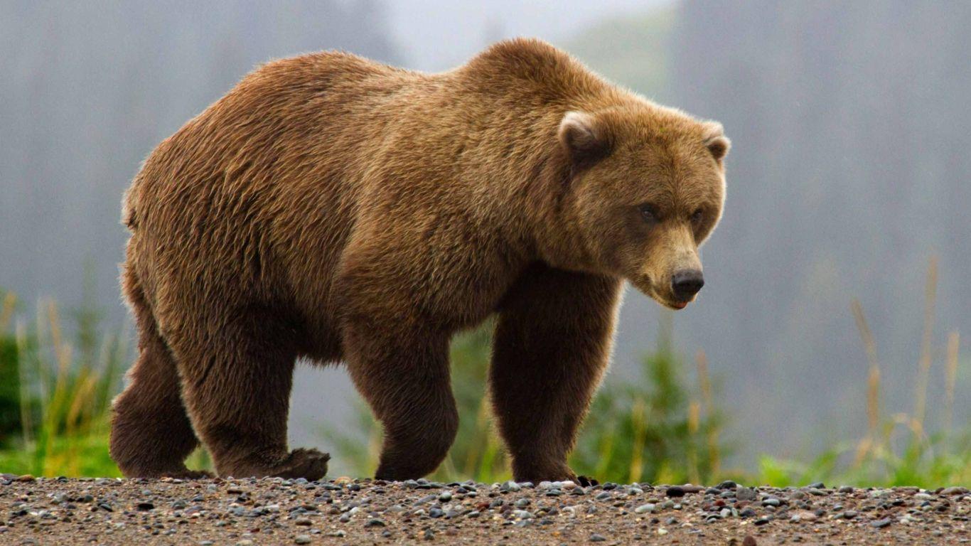 1366x768 Brown Bear MacBook Air Wallpaper Download