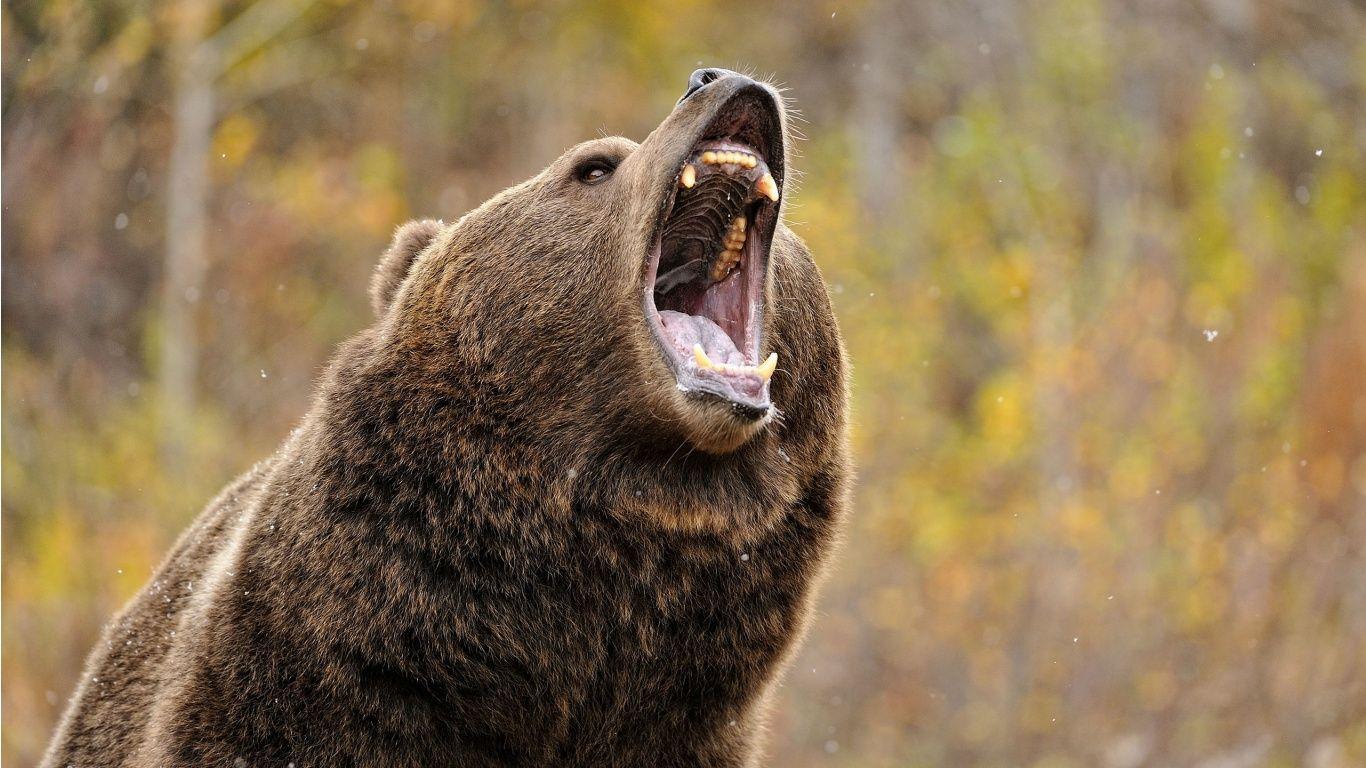 1366x768 Grizzly Bear Wallpaper