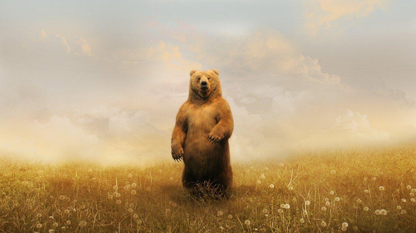 1366x768 Bear In Field 1366x768 Resolution HD 4k Wallpaper