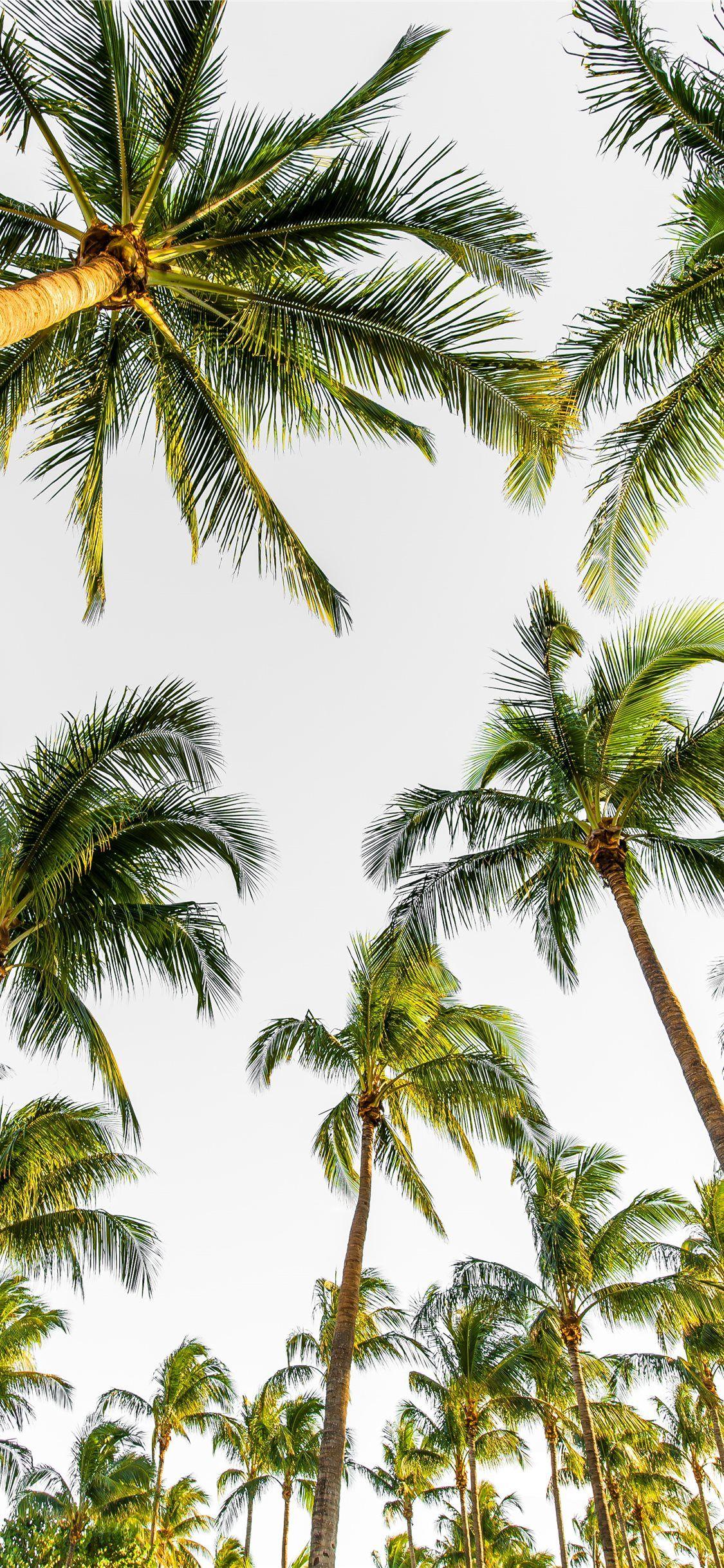 Palm Tree Iphone Hd Wallpapers Top Free Palm Tree Iphone Hd