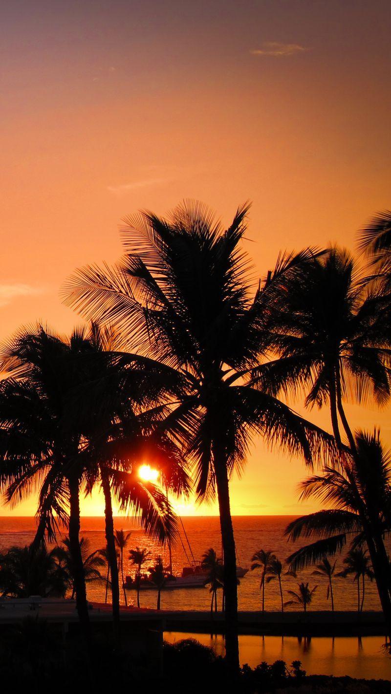 800x1420 Download Wallpaper 800x1420 Palms, Sunset, Hawaii, Tropics, Ocean, Horizon Iphone Se 5s 5c 5 For Parallax HD Background
