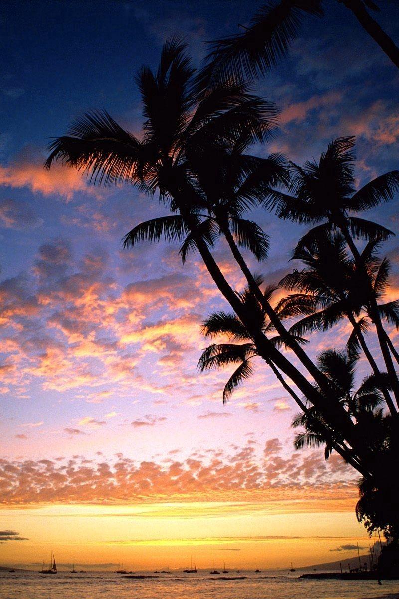 800x1200 Download Wallpaper 800x1200 Palm Trees, Coast, Silhouettes, Sea, Sky, Evening, Ships, Outlines, Hawaii Iphone 4s 4 For Parallax HD Background