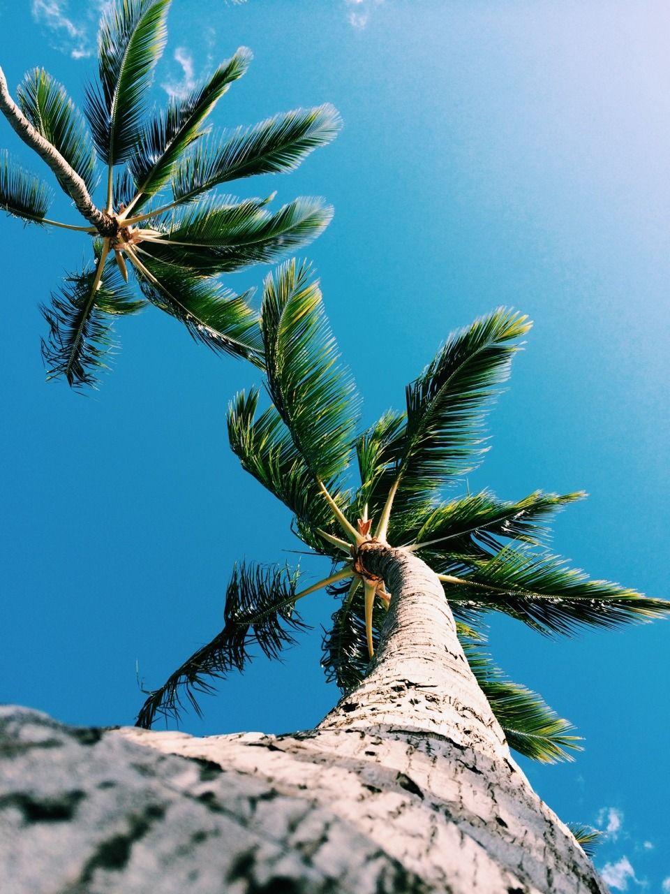 960x1280 iPhone Wallpaper. Tree, Sky, Blue, Vegetation, Palm tree, Woody plant