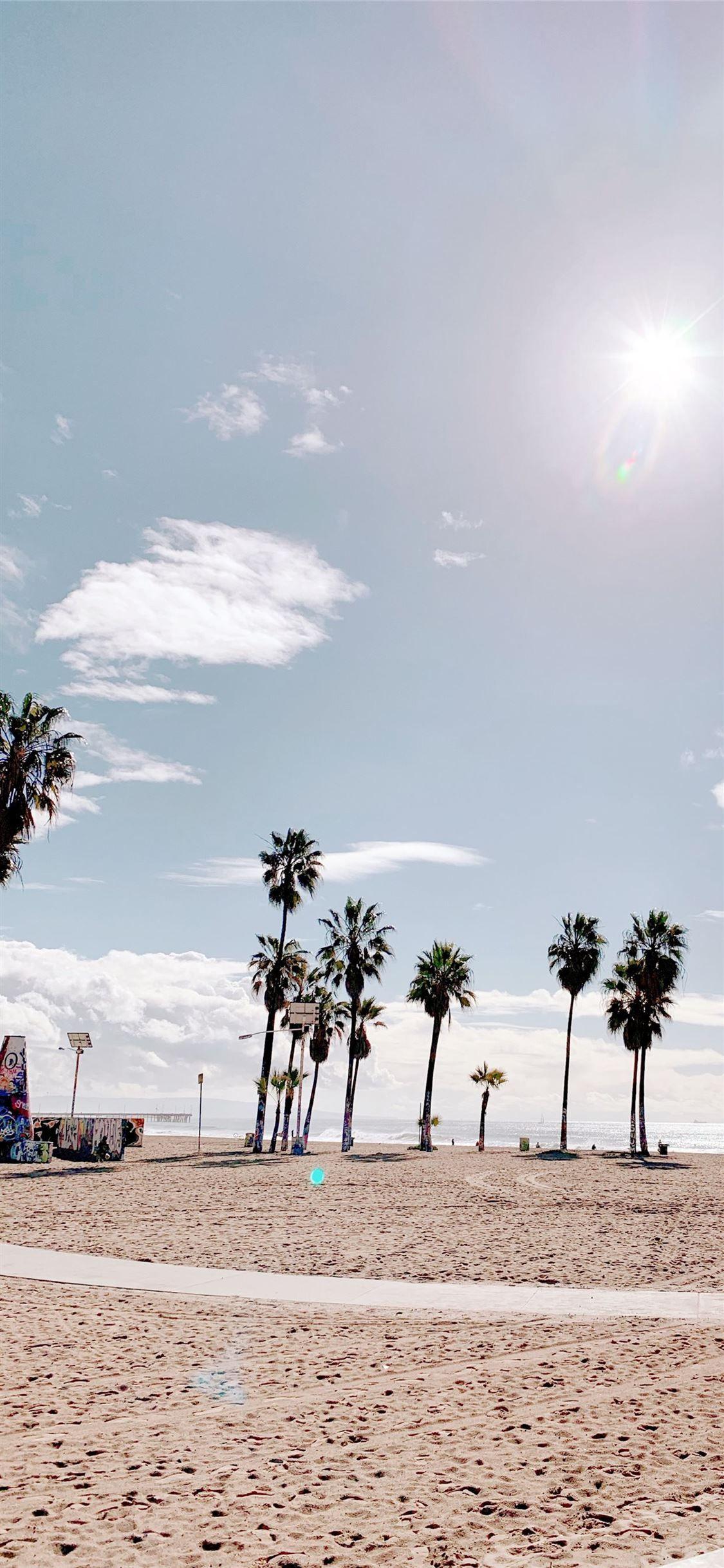 1125x2436 Palm Trees in Venice Beach Los Angeles palmtrees v. iPhone X Wallpaper Free Download