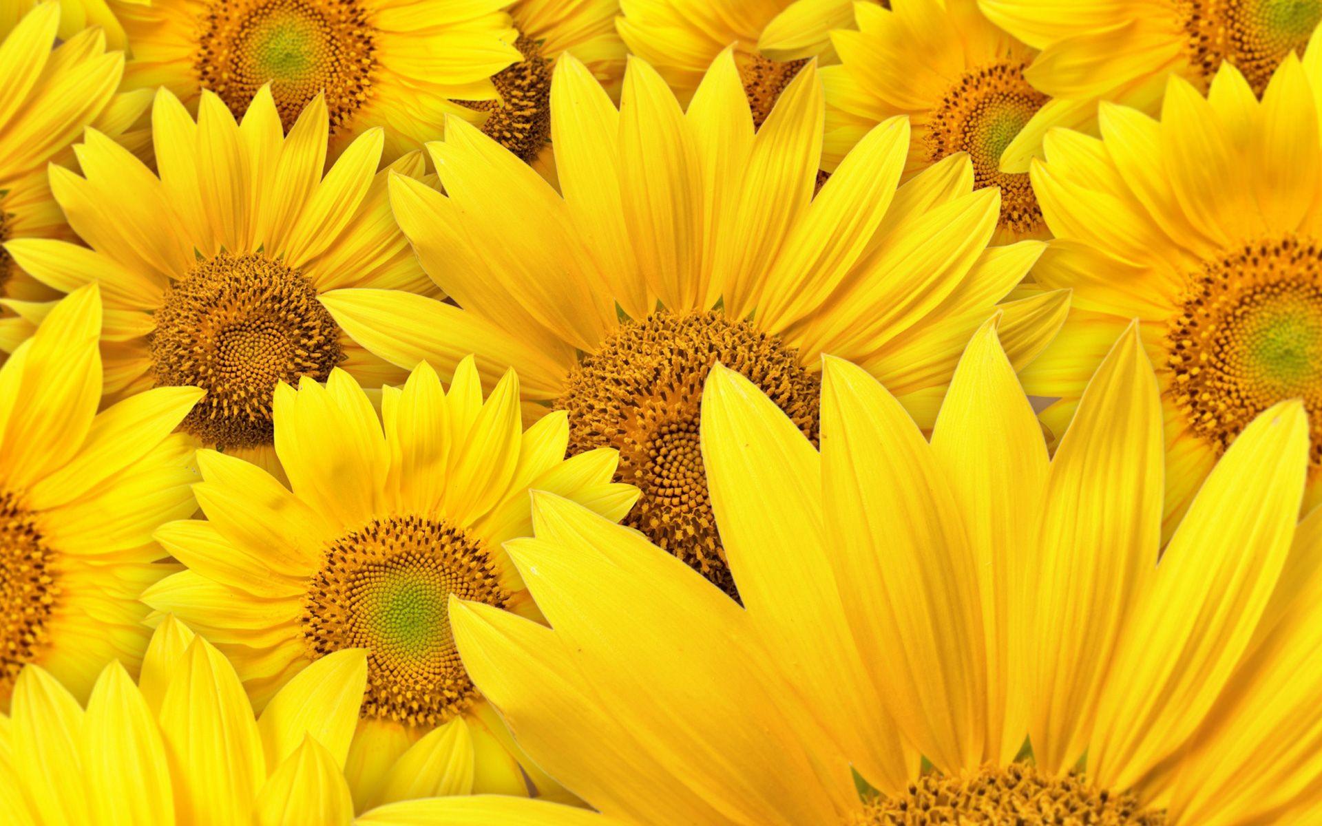 1920x1200 Download These 42 Yellow Wallpaper in High Definition For Free