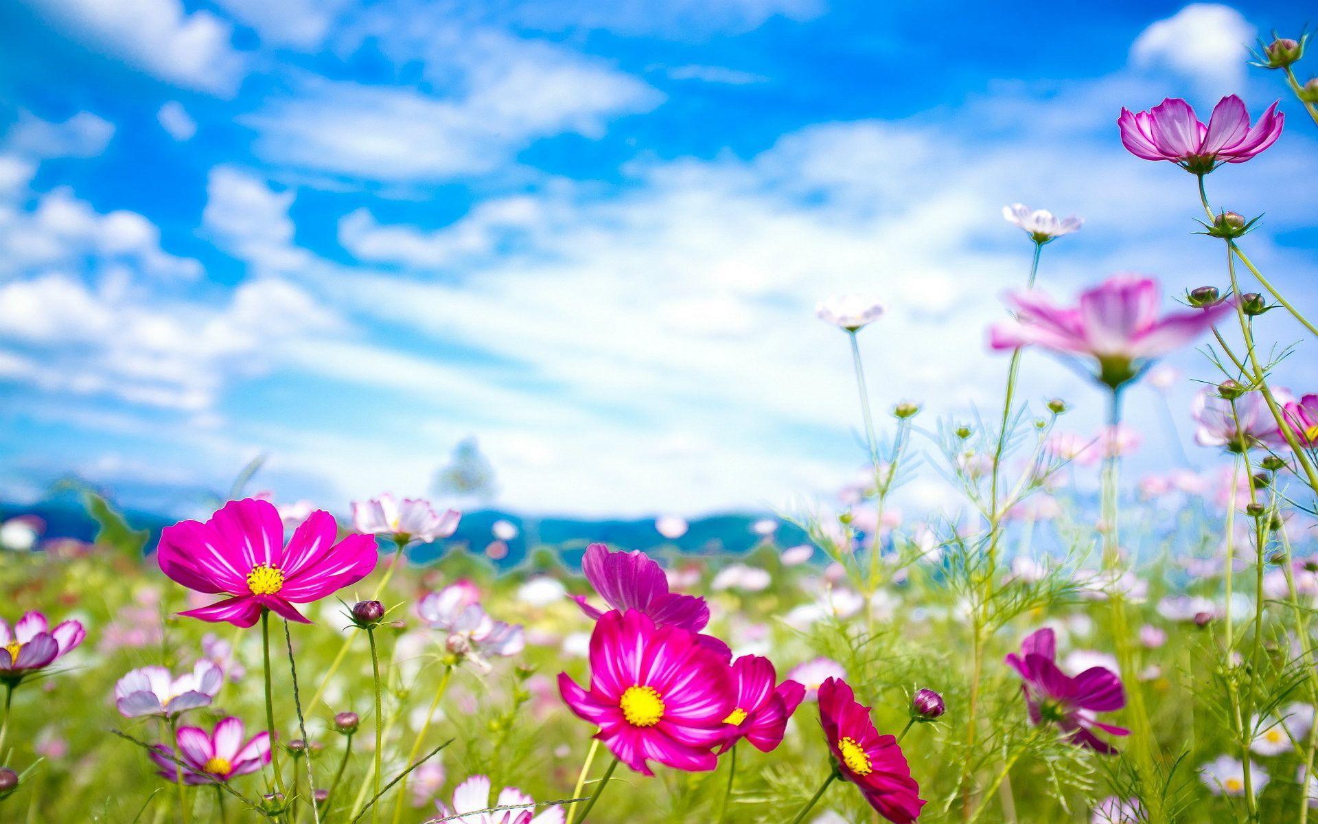 1920x1200 Most Beautiful Wallpaper for Desktop. Beautiful