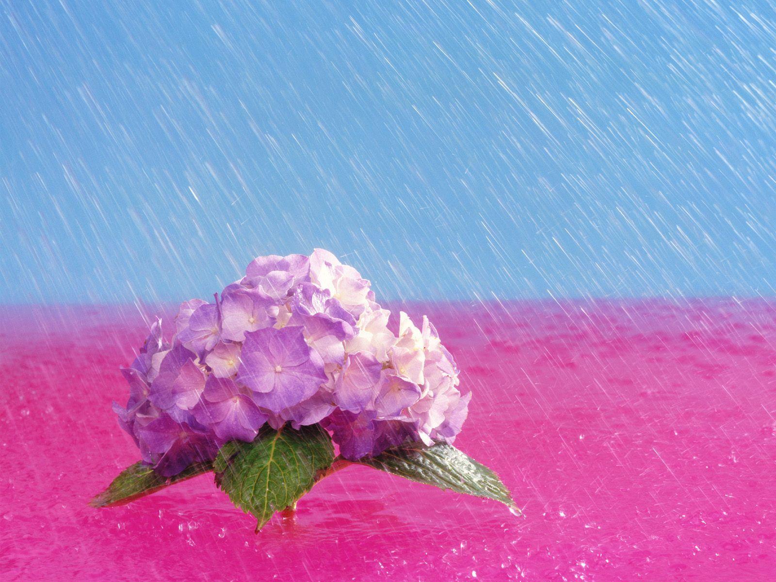 1600x1200 Wallpaper Charming: May Flowers